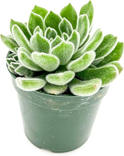 ragnaroc Plantas suculentas vivas Echeveria Setosa, enraizadas en maceta de 4 pulgadas 1 unidad Llegada viva garantizada Plantas de interior
