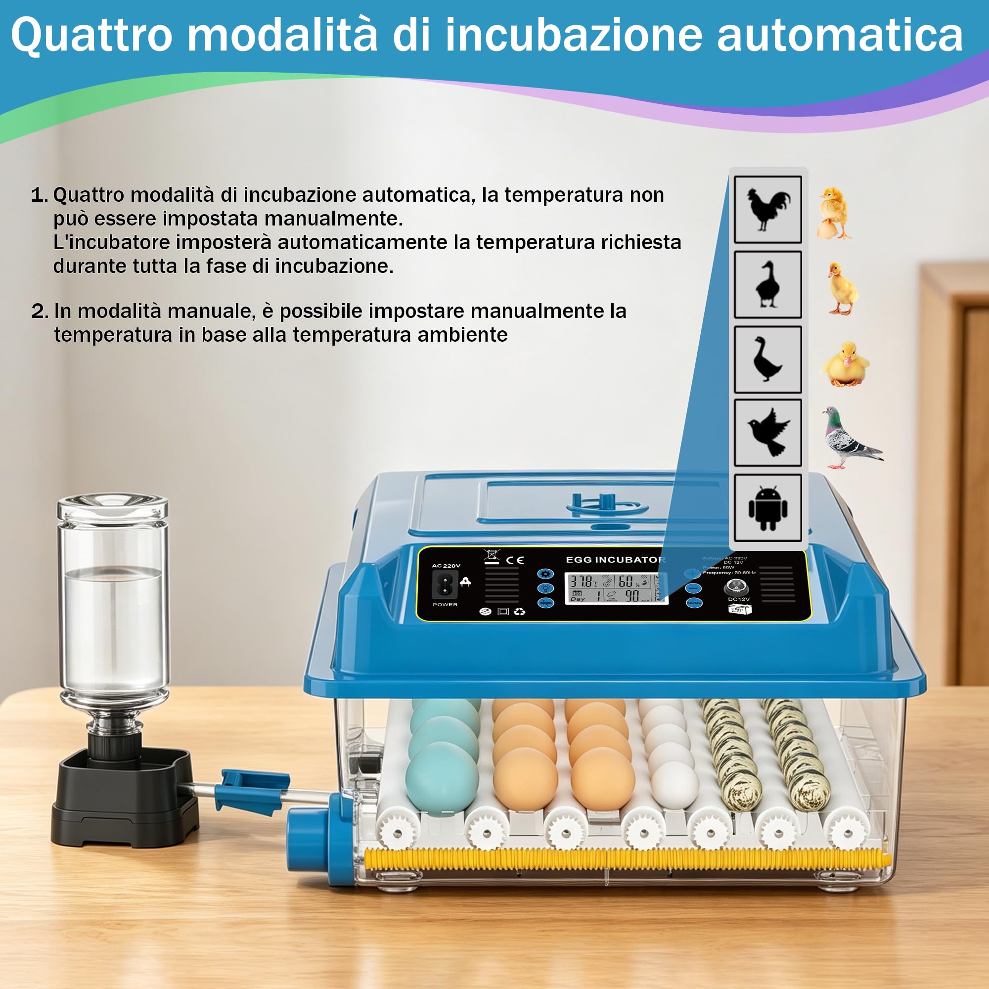 incubatrice automatica 36 uova, 5 modalità cova auto, regolatore acqua esterno, controllo temperatura, rotazione uova auto, display cova, per galline anatre oche (Blu)