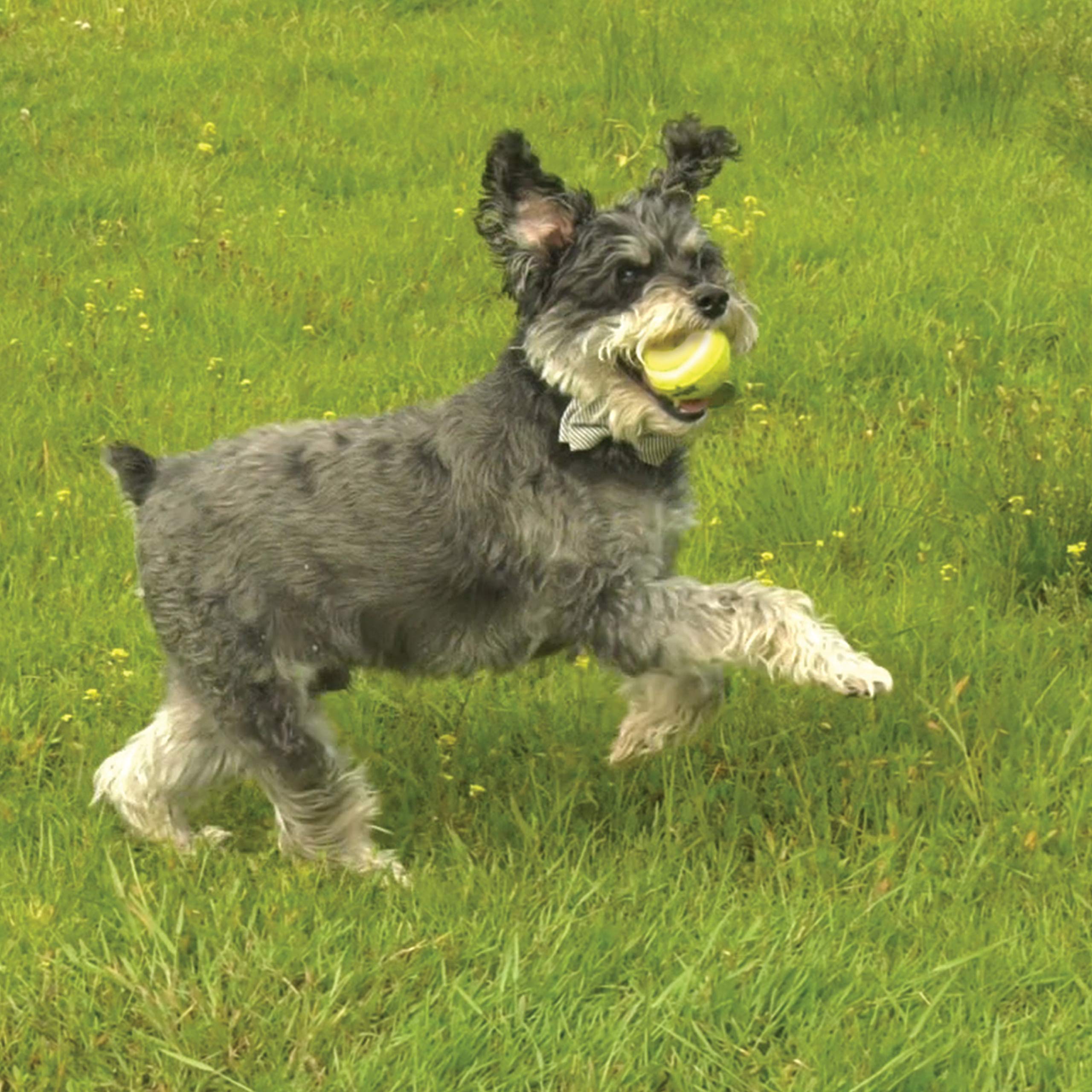 Nylabone Power Play - Pelota de tenis para perro, 3 unidades, tamaño mediano, 6,3 cm