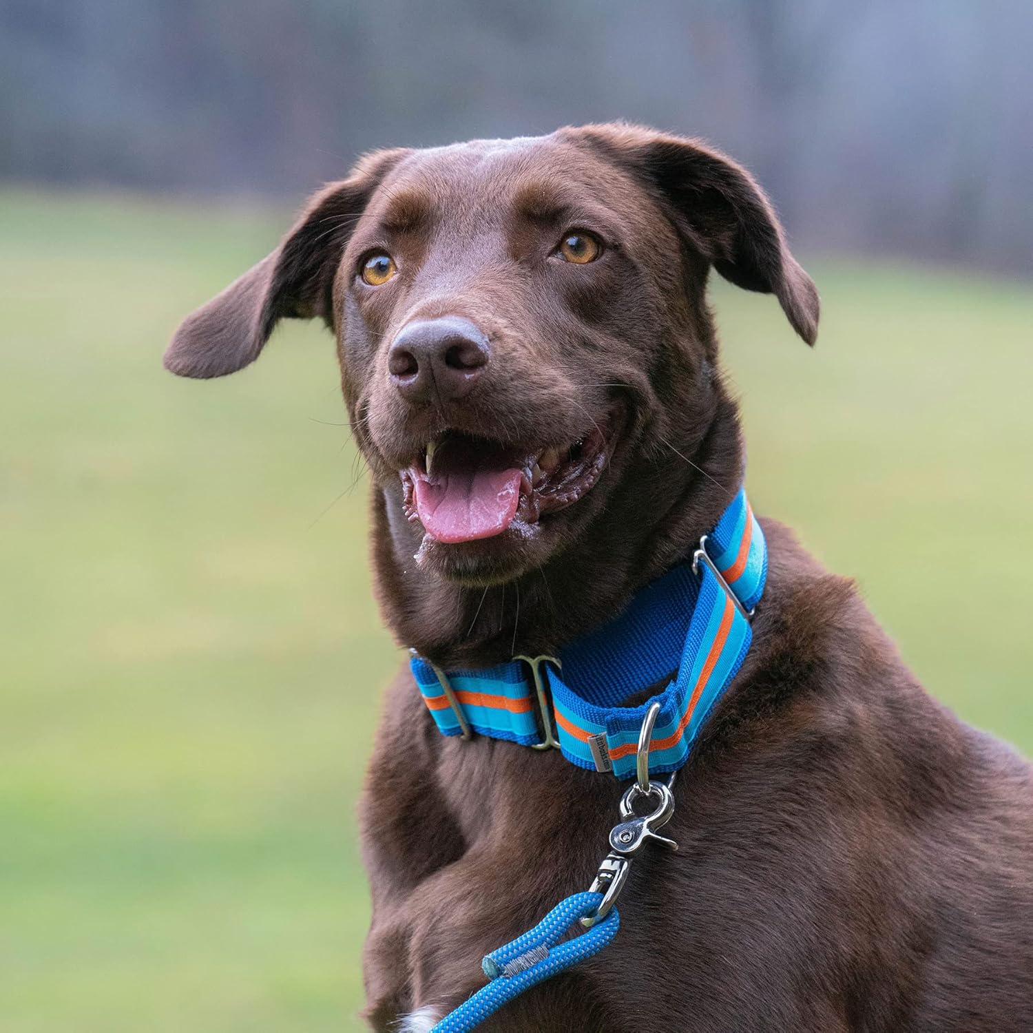 If It Barks - 1.5" Martingale Collar for Dogs - Stripe Design - Adjustable - Strong and Comfy Nylon - Ideal for Training - Made in USA - Medium, Hot Pink/Turquoise