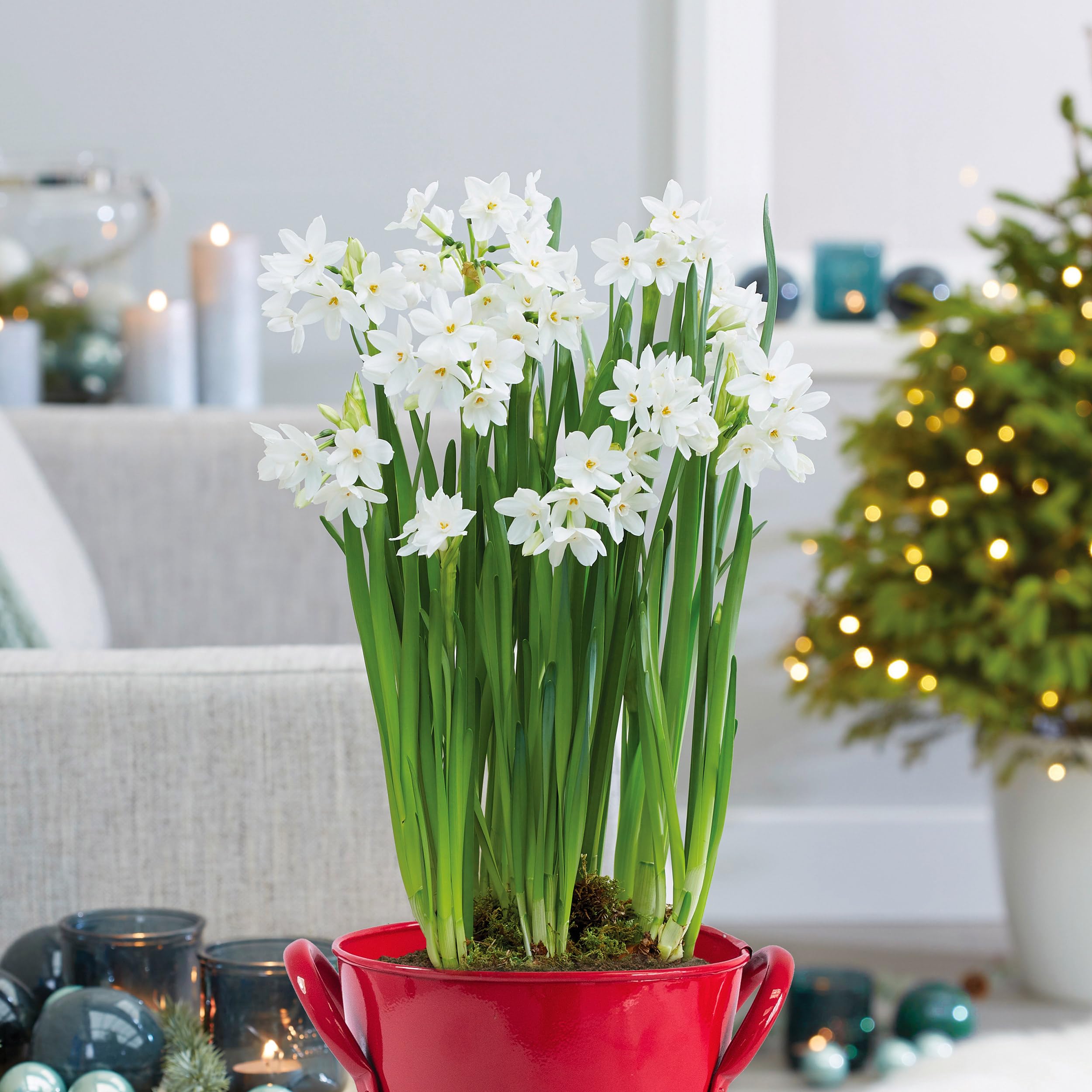 Amazon.com : Garden State Bulb Ziva Paperwhite Flower Bulbs, 14