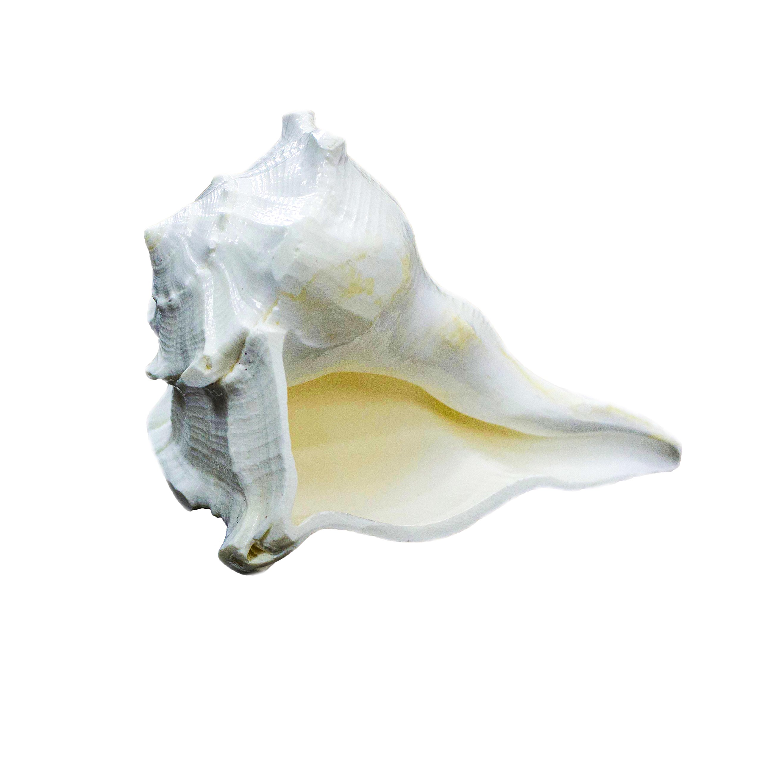 The Holy Mart Dakshinavarti shankh original and natural In White Colour, Laxmi sankh, Conch (10 cm Size) - Image 3 thumbnail