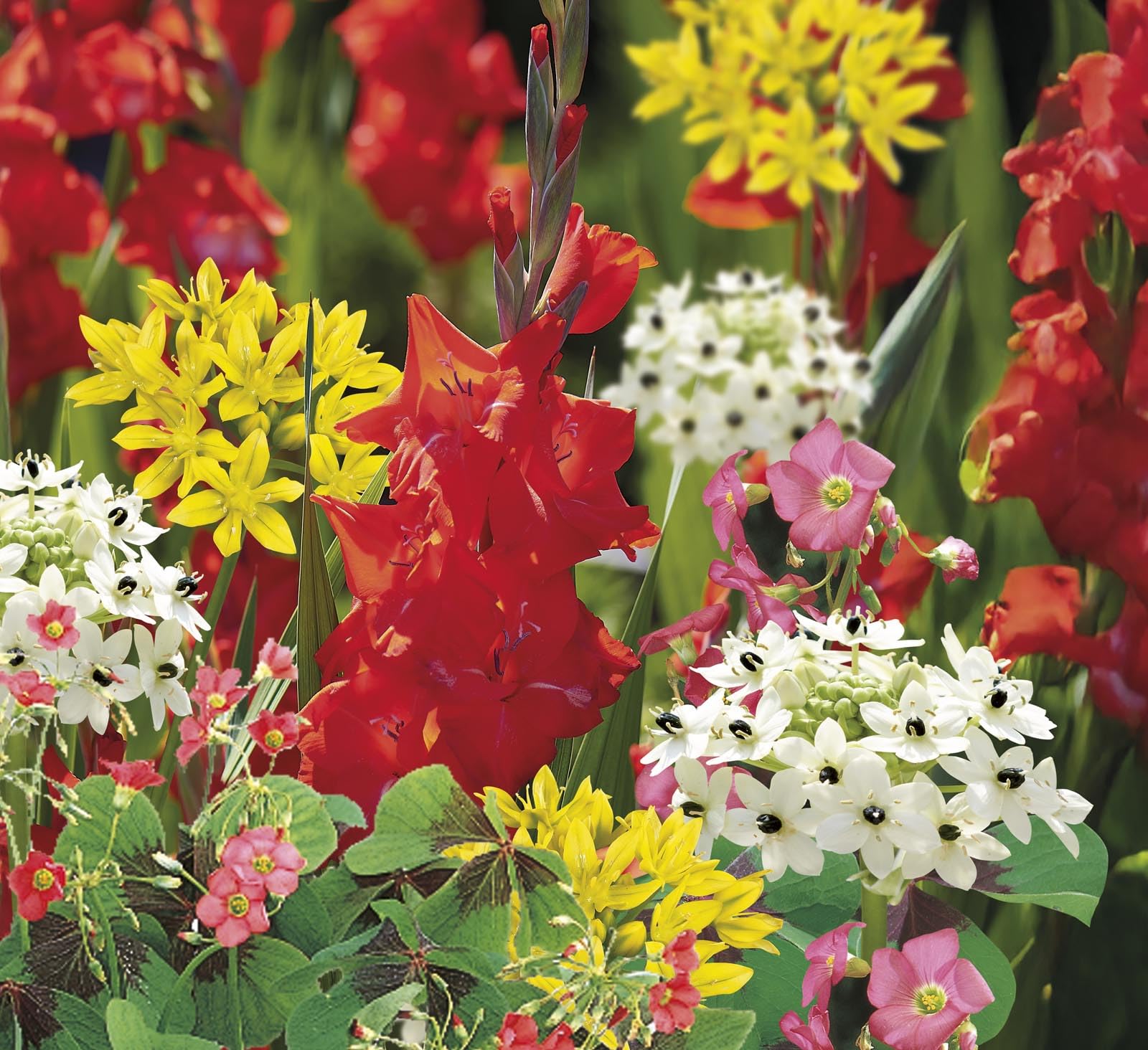 50 Summer Flowering Bulbs Mixed Pack All Summer Long Easy to Grow Sun/Partial Shade Perennial Garden Flower Bulbs for Planting Now UK — view 6