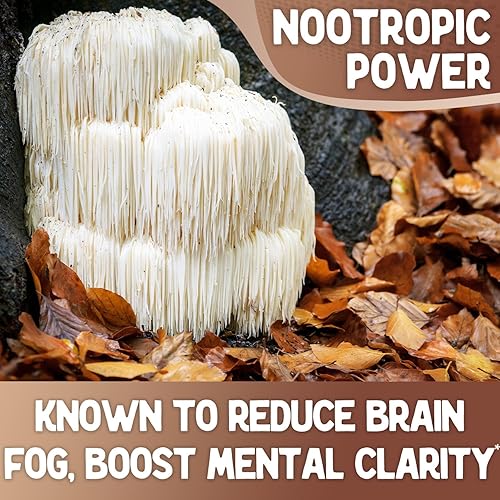 Miniatura 3 de XPRS Nutra Cápsulas de suplemento de melena de león orgánica, 180 unidades (suministro para 90 días) de cápsulas de hongos de melena de león prémium