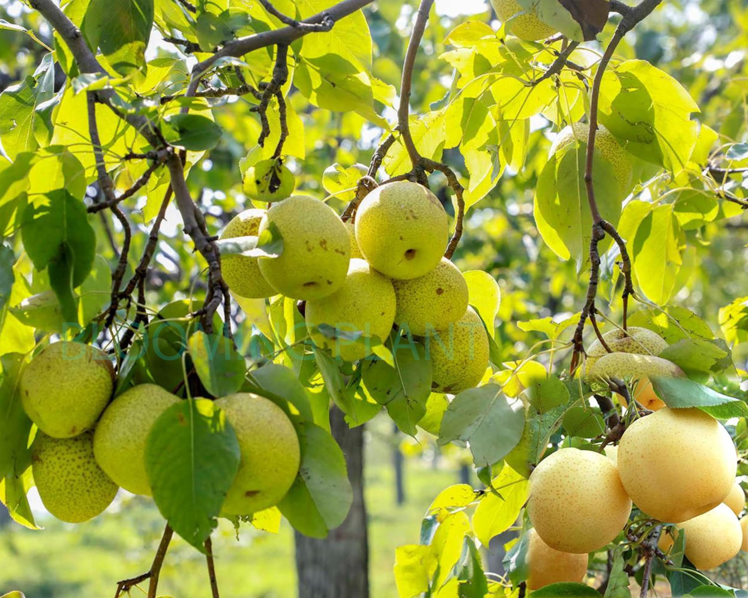 Live Nashpati Plant | Babugosha | Indian Pear Fruit Plants - Air-layered/Grafted-Hybrid, High Yield, Organic - Perfect for Home Garden (1-2 Feet Tall Plant in Poly Bag).-image-38