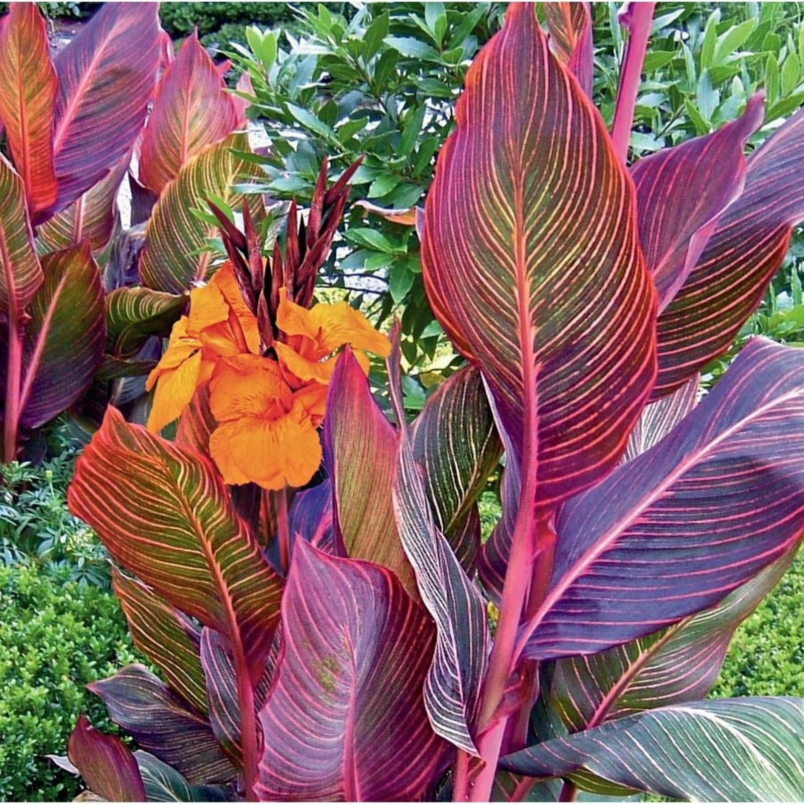 Rare Canna Lily for Planting UK, Hardy Perennial, Excellent Display, Mix Greening Flower, Natural Organic, Wedding, Balcony Garden-2 Bulbs-C
