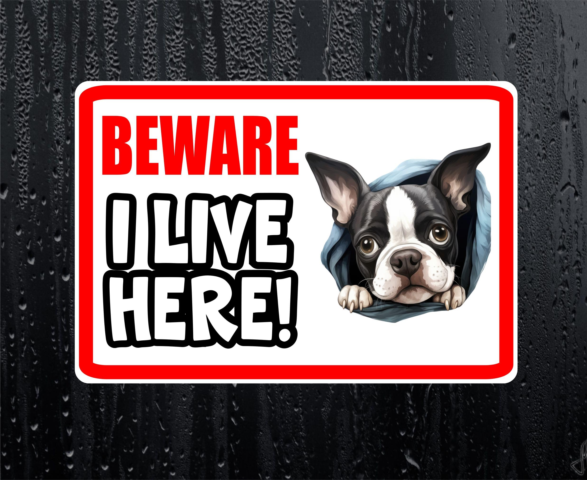 Decalarama Boston Terrier Sticker Beware I Live Here House Home Window Door Porch Decal