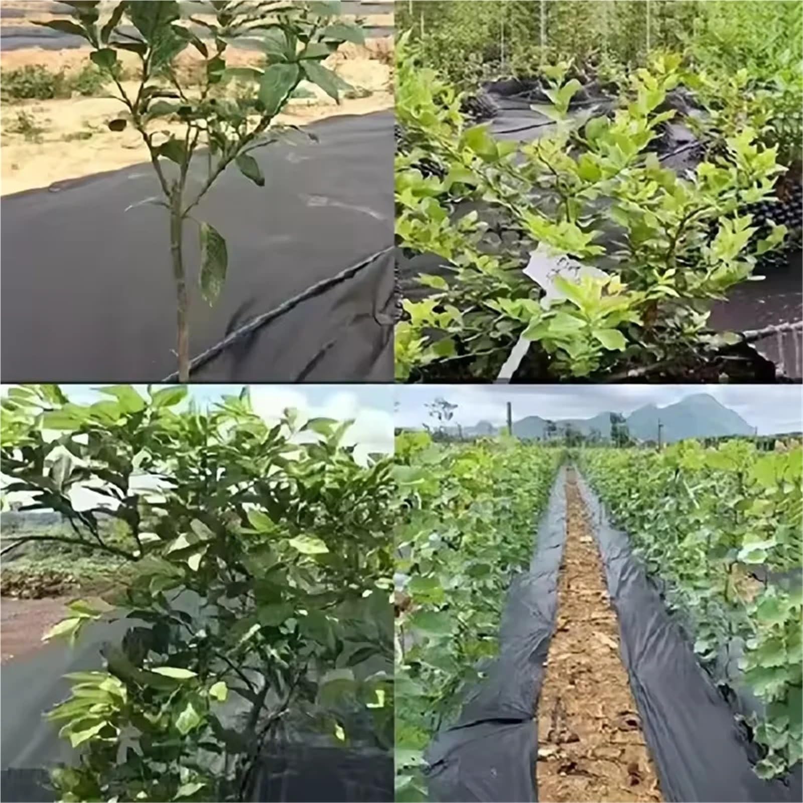 Telo Anti Erbacce 1 Pezzo di Tessuto for Giardinaggio e ingegneria Civile, Cortile permeabile all'Acqua, a Prova Erba, Piscina Fiori, partizione del Terreno