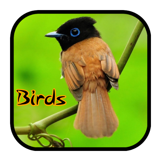 Birds Sound Ringtone Wallpaper App on Amazon Appstore