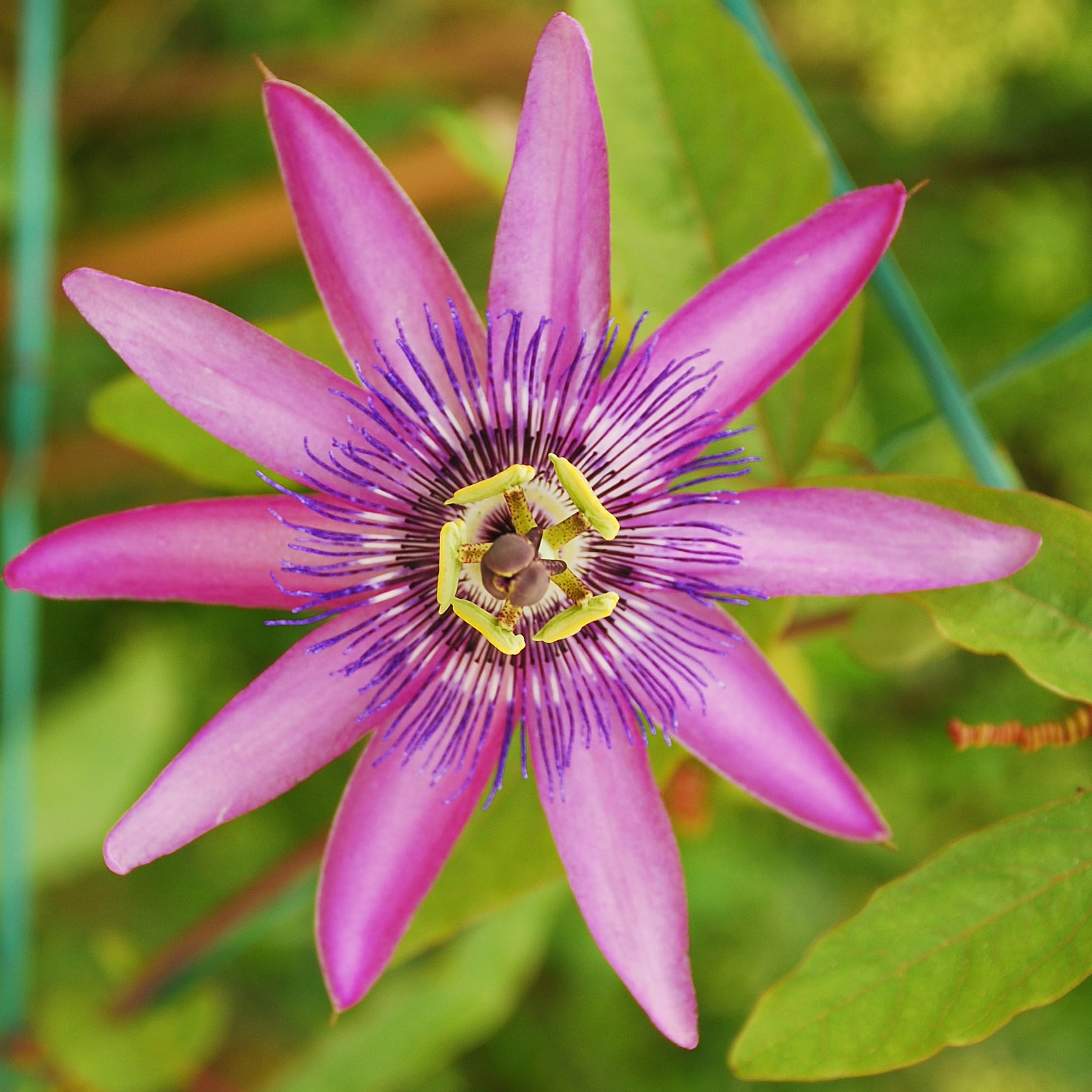 Plant in a Box - Passiflora hybridum - Mélange de 3 - Fruit de la passion - Plante grimpante - Pot 9cm - Hauteur 25-40cm