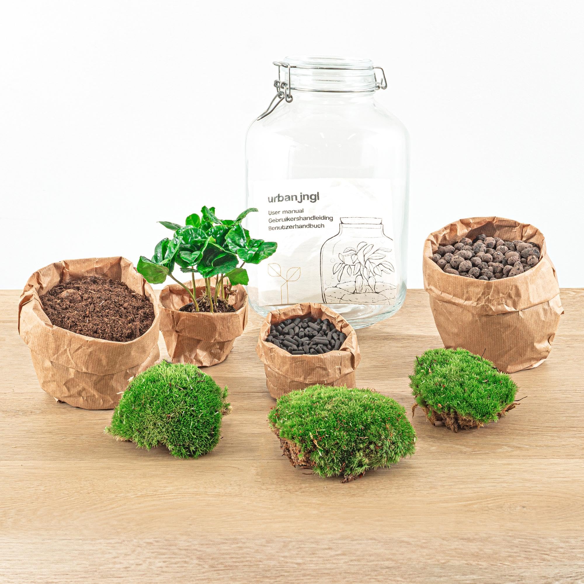 Terrario DIY de Cristal para Decoración, Planta Coffea Arabica, 28 cm