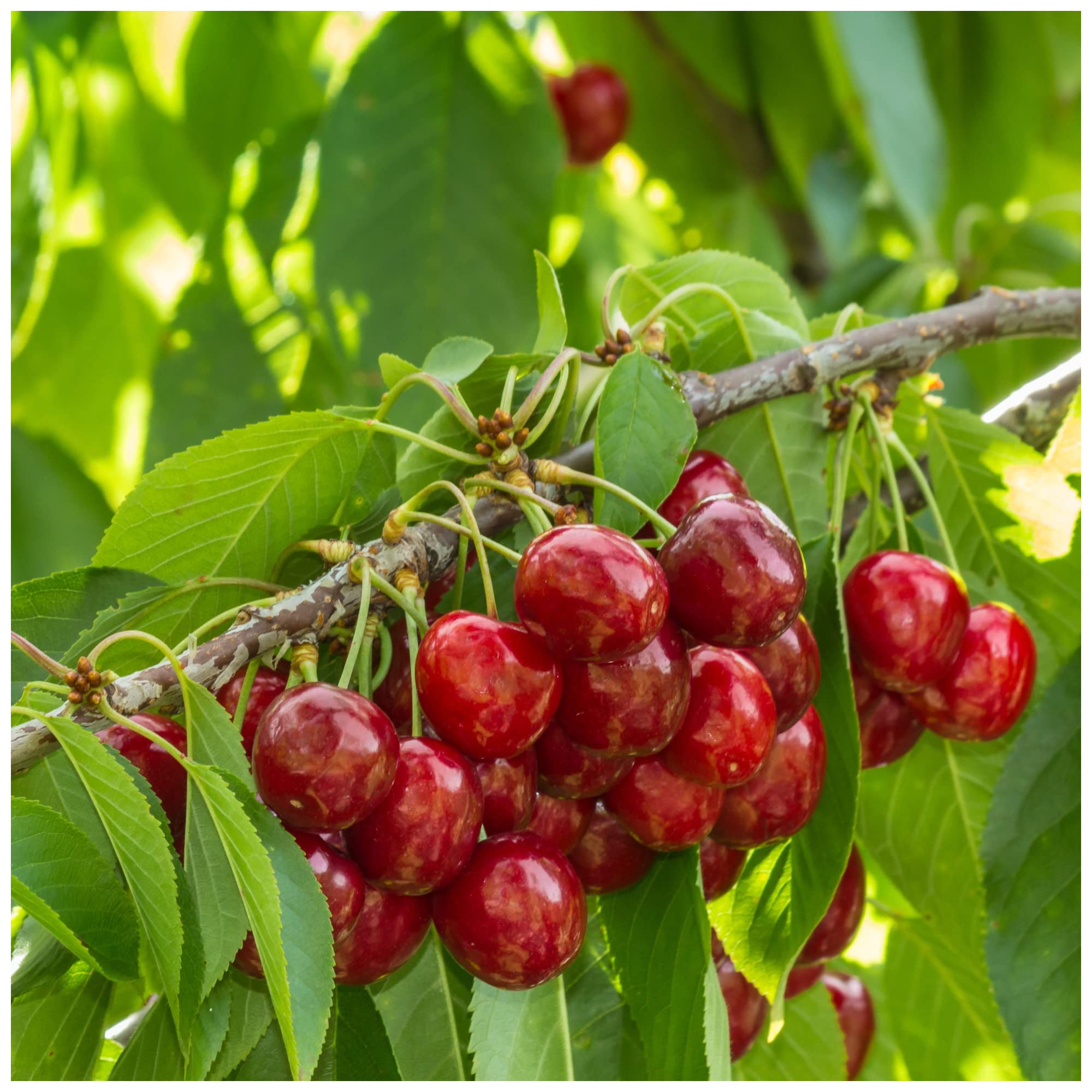 Stella Cherry Tree 4-5ft Tall, Self-Fertile & Ready to Fruit.Dark Red, Very Tasty 3fatpigs®