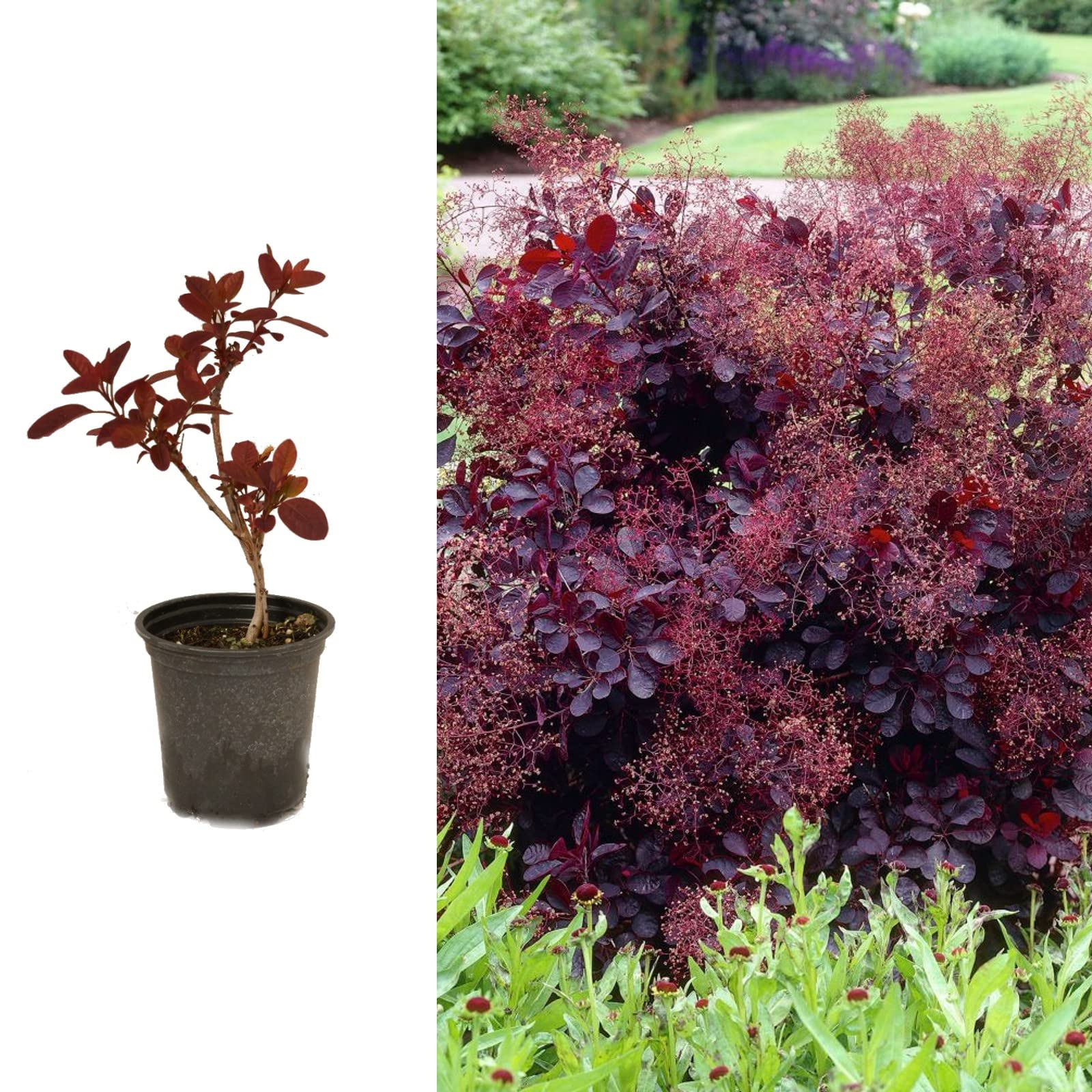 Cotinus Royal Purple Smokebush Shrub in 9cm Pot - Attractive Deep Red Oval Leaves - Garden Ready to Plant (2 Plants)