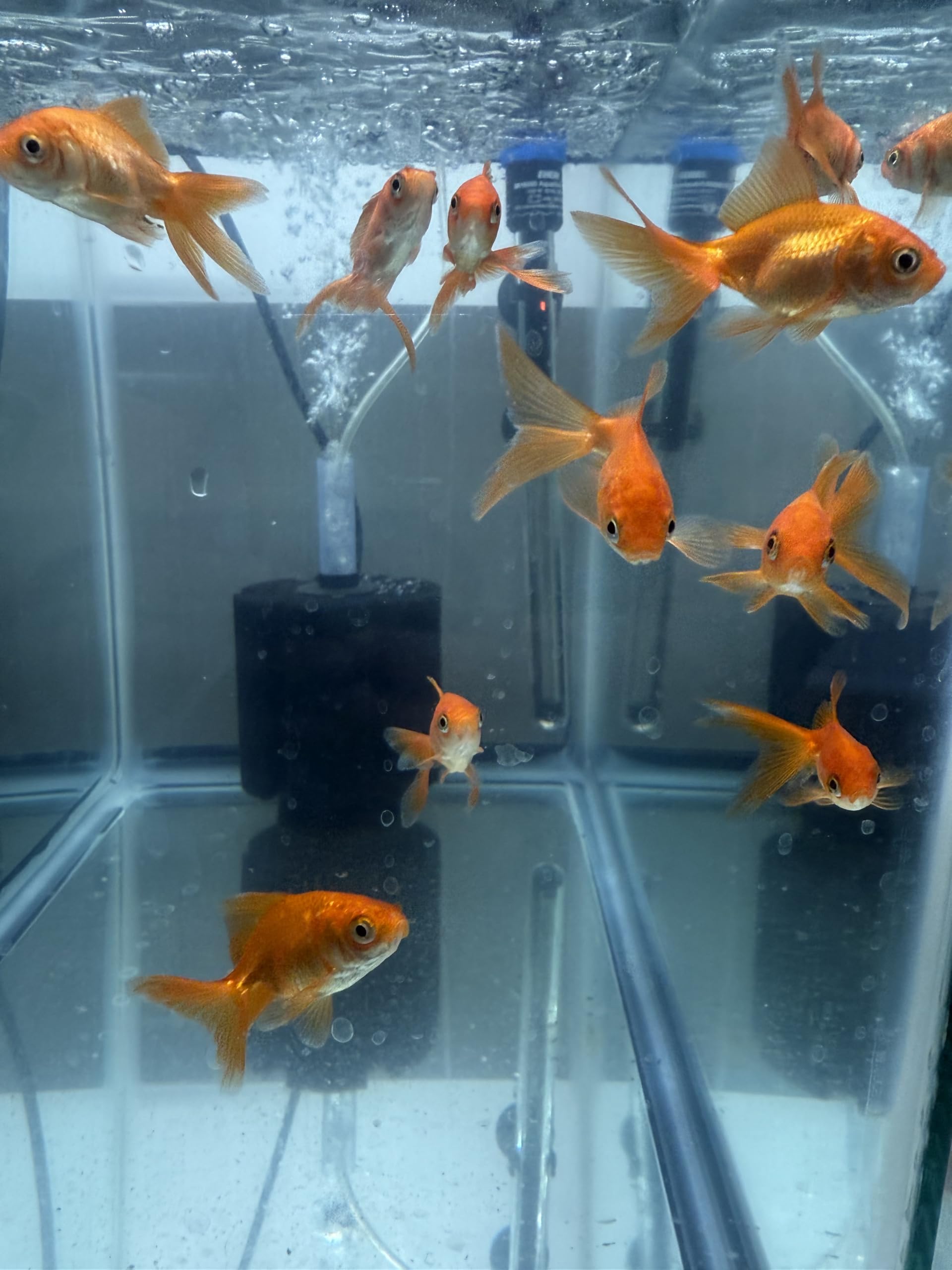 OceanMagik Live Phytoplankton - Tetra x Nanno x Iso x Thal Phyto Food for Coral & Copepod (16oz)