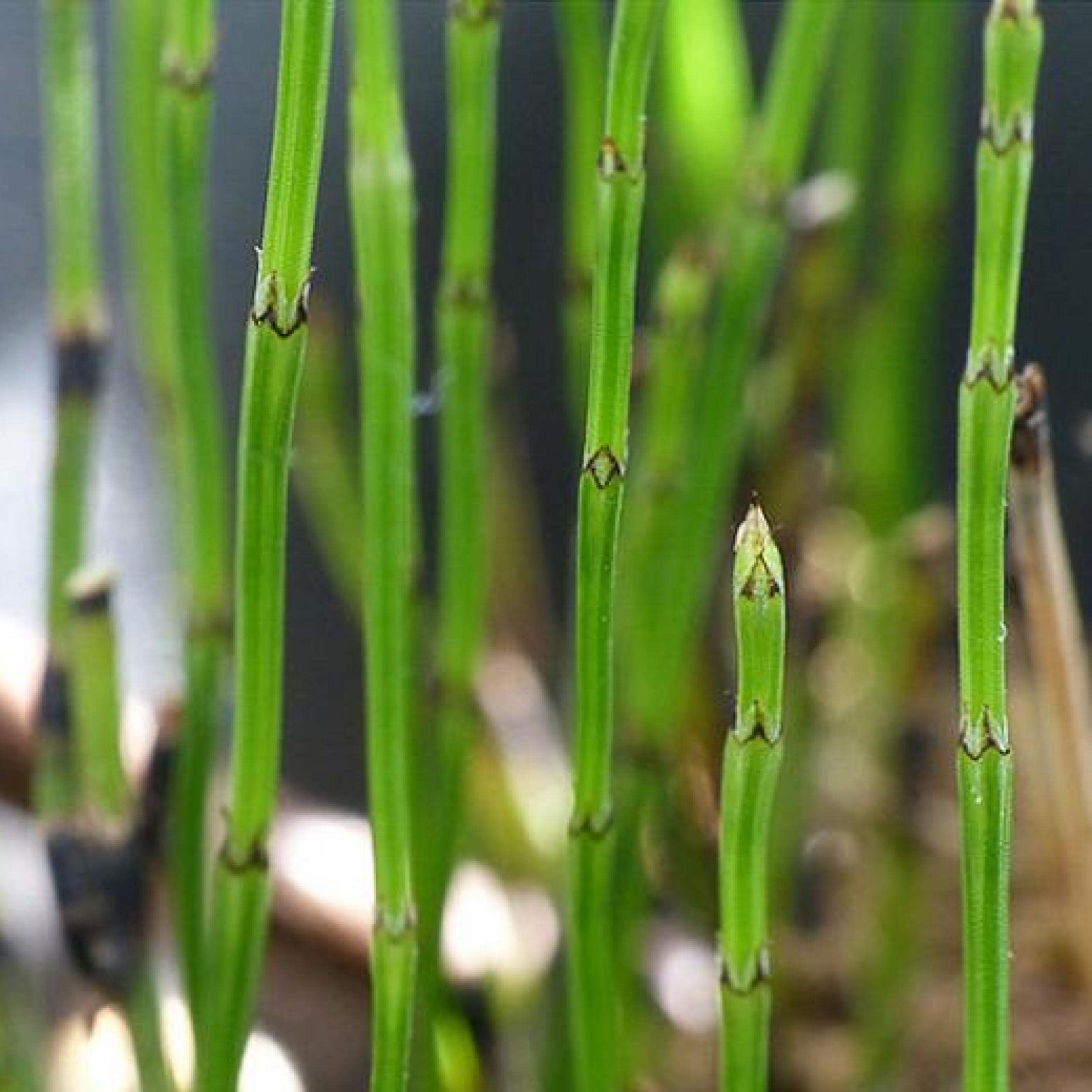 Horsetail Plant Labeled