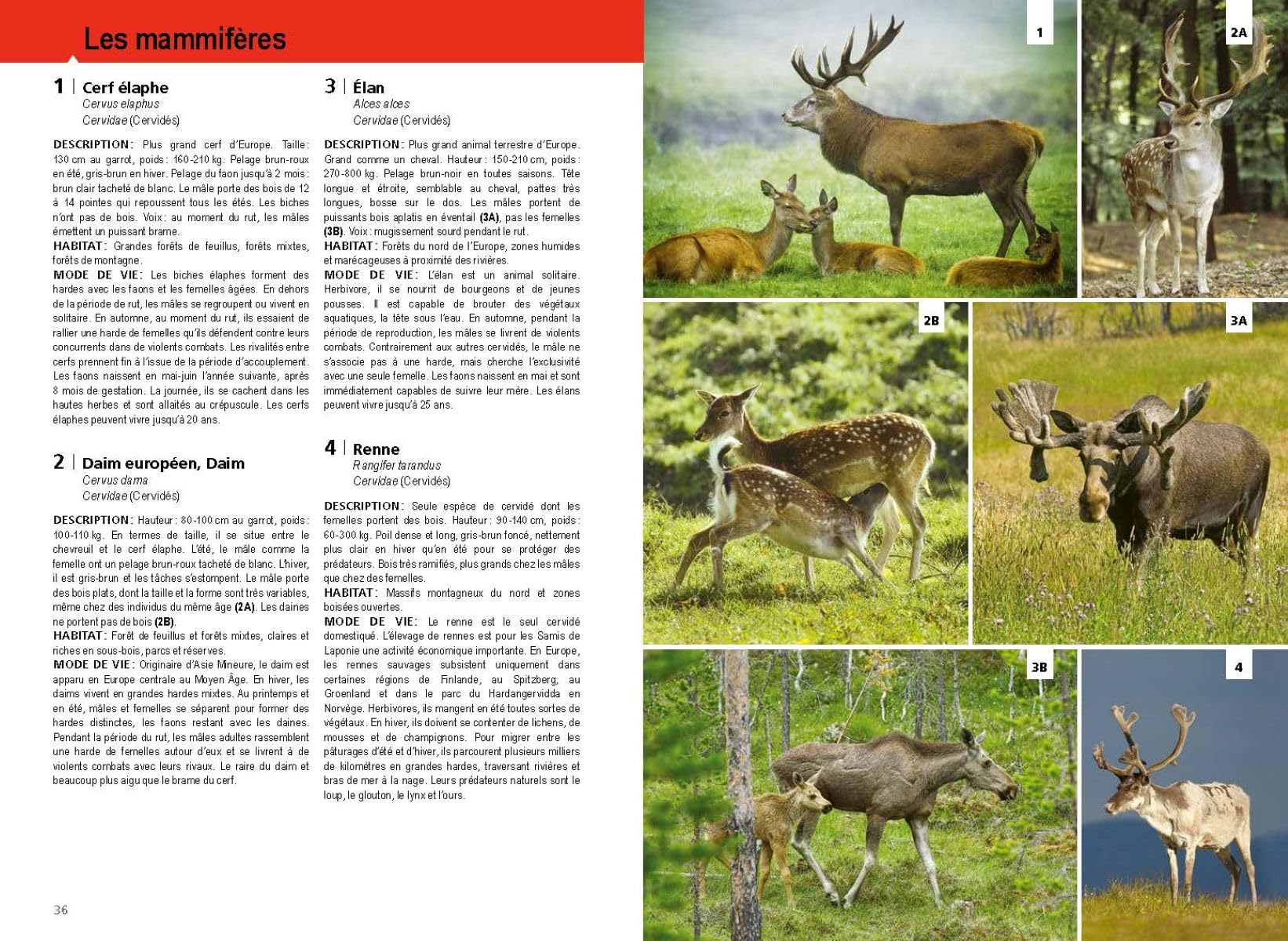Le Guide de la forêt: Milieu, faune et flore des forêts d'Europe