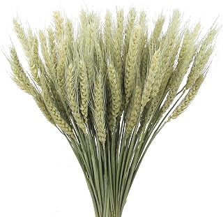 FAICOIA 100 Pcs Natural Dried Wheat Stalks Bundle - 17" Sheaves for Wedding Bouquets, Fall Centerpieces, Boho Farmhouse Decor