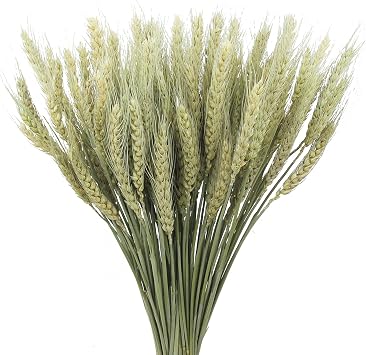 100 Pcs Dried Wheat Stalks Bundle Natural Dried Wheat Sheaves Stems Wheat Grass Dried Flowers Arrangement Bouquet for Wedding Party Table Centerpiece Fall Harvest Wreath Boho Decor Farmhouse