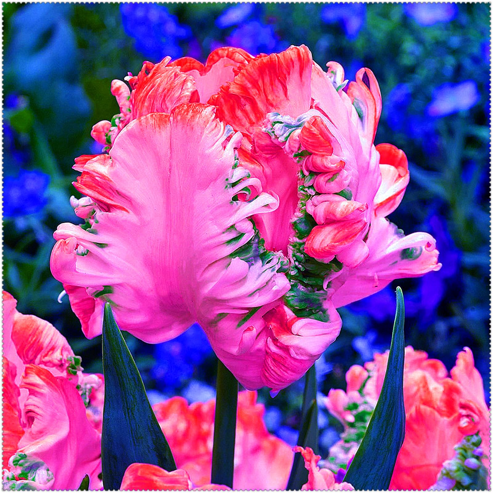 Premium Tulip Bulbs – Stunning Large Blooms, Simple to Grow – Perfect for Indoor Decor, Gifts & Holiday Displays-15 Bulbs-C