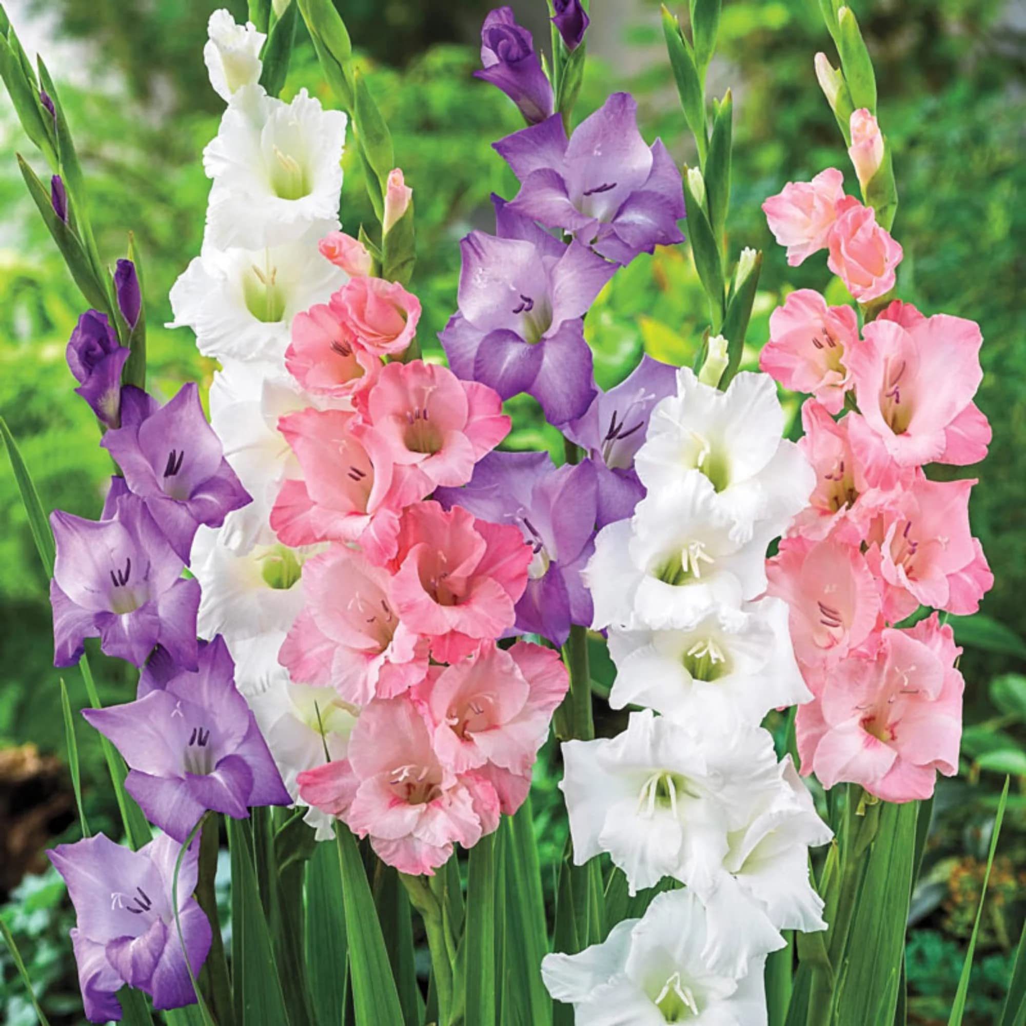Cypress Gladiolus/sword lily flower bulbs (Multicolour, 15 Bulbs | Fragrant Flower Plants Seeds for Home Gardening | Bulbs for Indoor Home Decor | Flowering Bulbs | Fresh Bulbs for Flower Pots) (B09VT6JWS9) Amazon Price History, Amazon Price Tracker