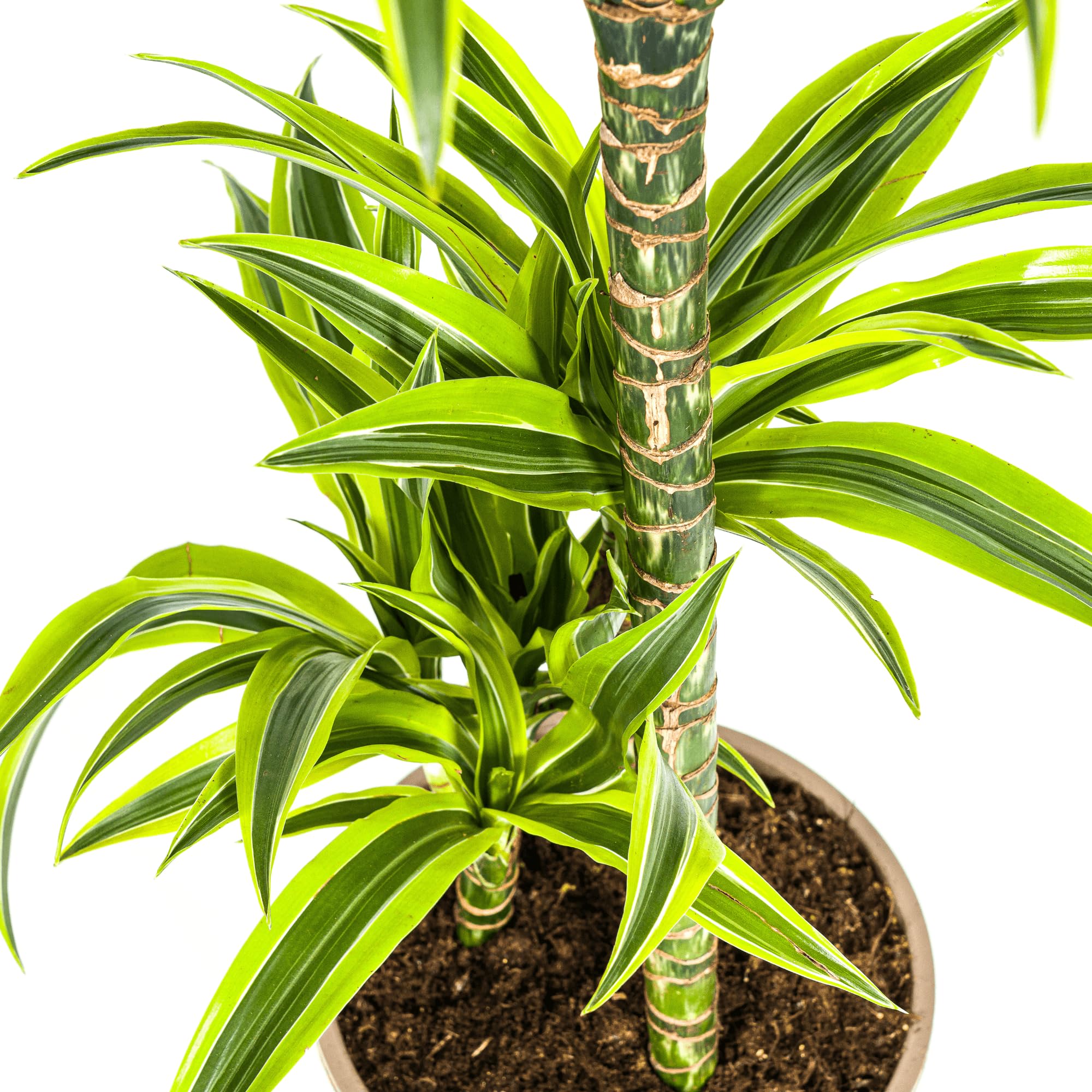 Drachenbaum Dracaena Deremensis Lemon Lime – Zimmerpflanze – Ø21cm – 90-110cm hoch – Schlanke grüne Blätter mit hellgrünem Rand