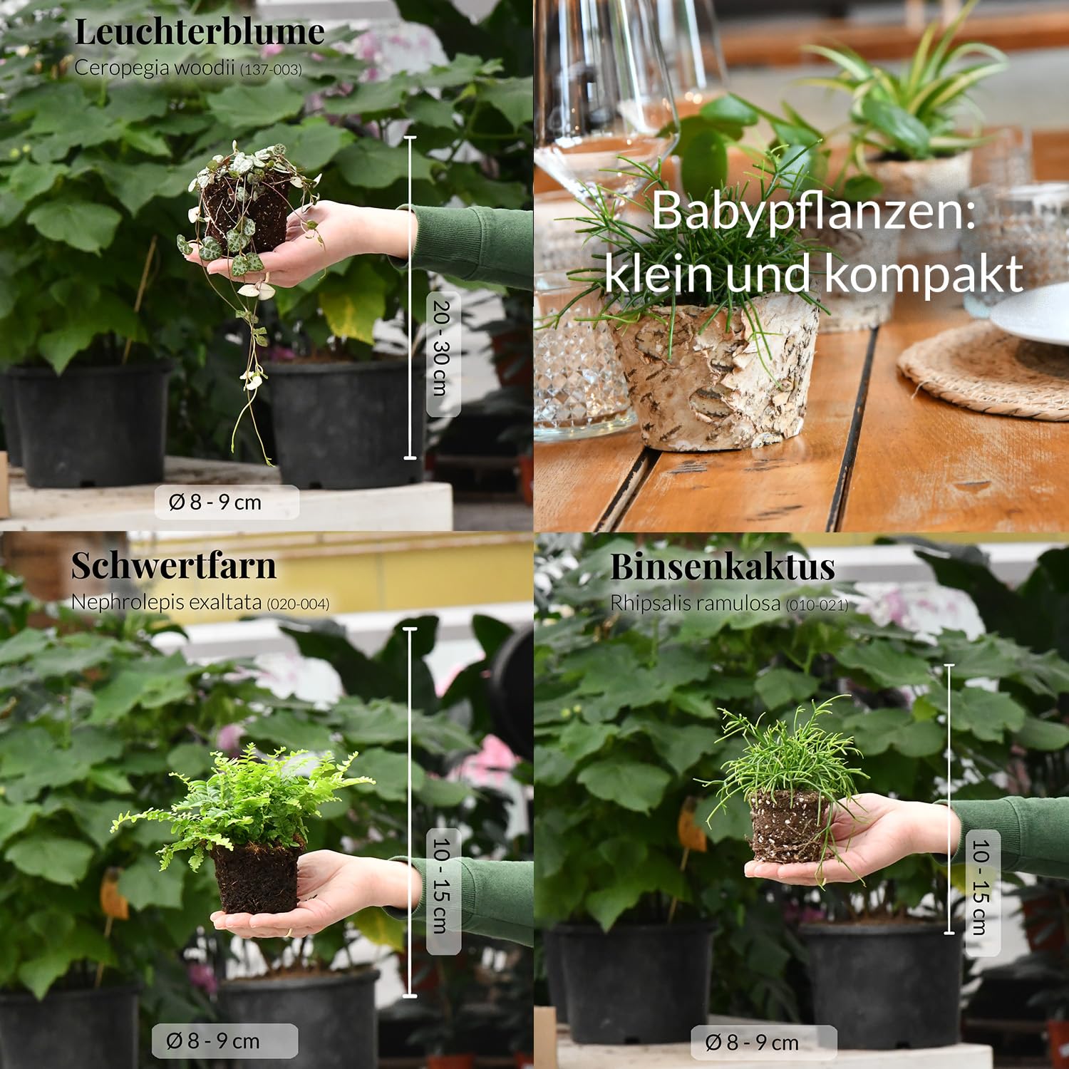 Green Me Up Babypflanzen Trio Hngepflanzen | Ceropegia woodii, Rhipsalis &  Nephrolepis | Ungiftige Pflanzen fr Katzen | Ideal fr Regal, Sideboard &  Fensterbank | frisch aus der Grtnerei : Amazon.de: Garten