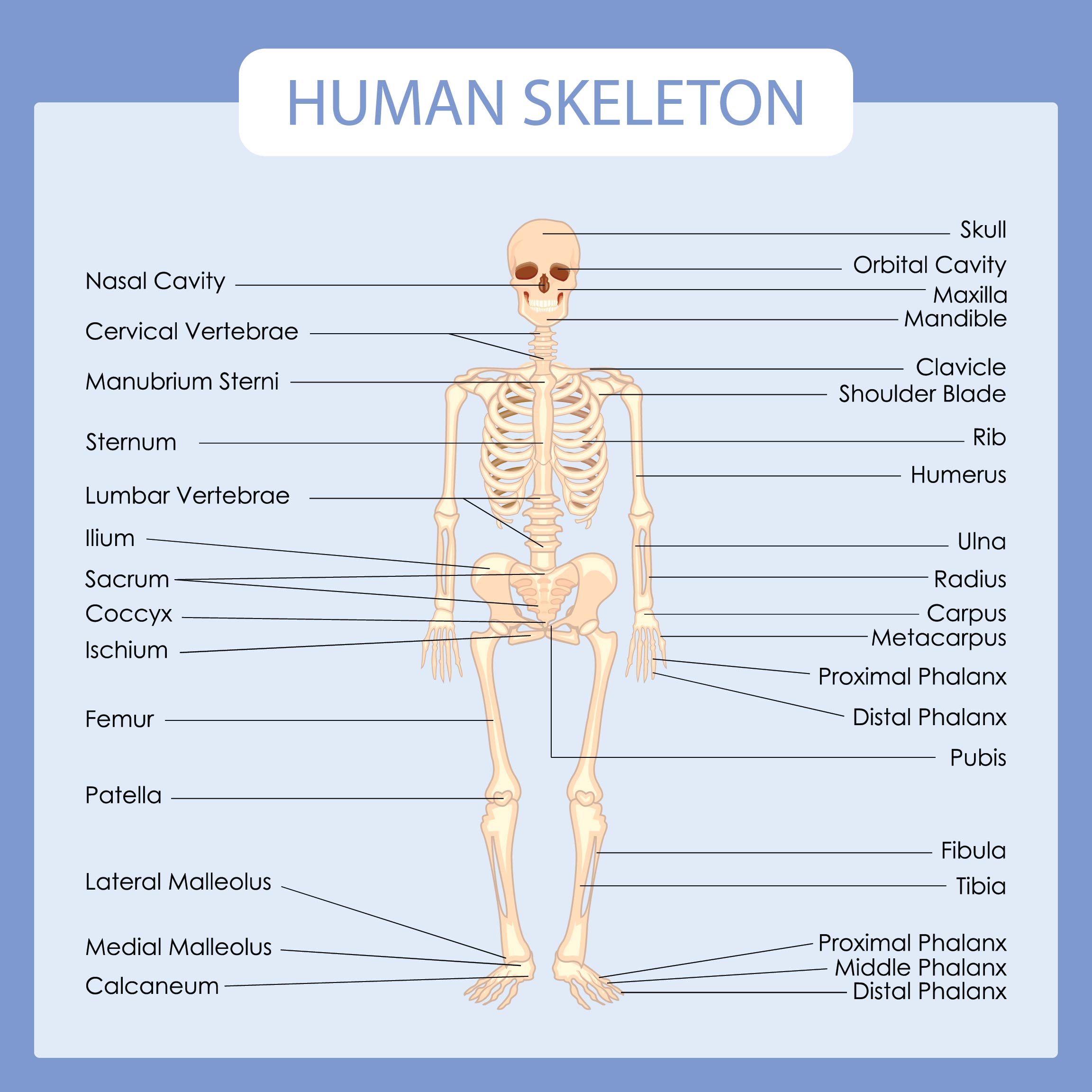 Human Body Systems Educational Posters - Circulatory Skeleton Endocrine Muscular Nervous Digestive Respiratory - Wall Art for Home Office Classroom Decor - SKELETON SYSTEM - 16X16 inches