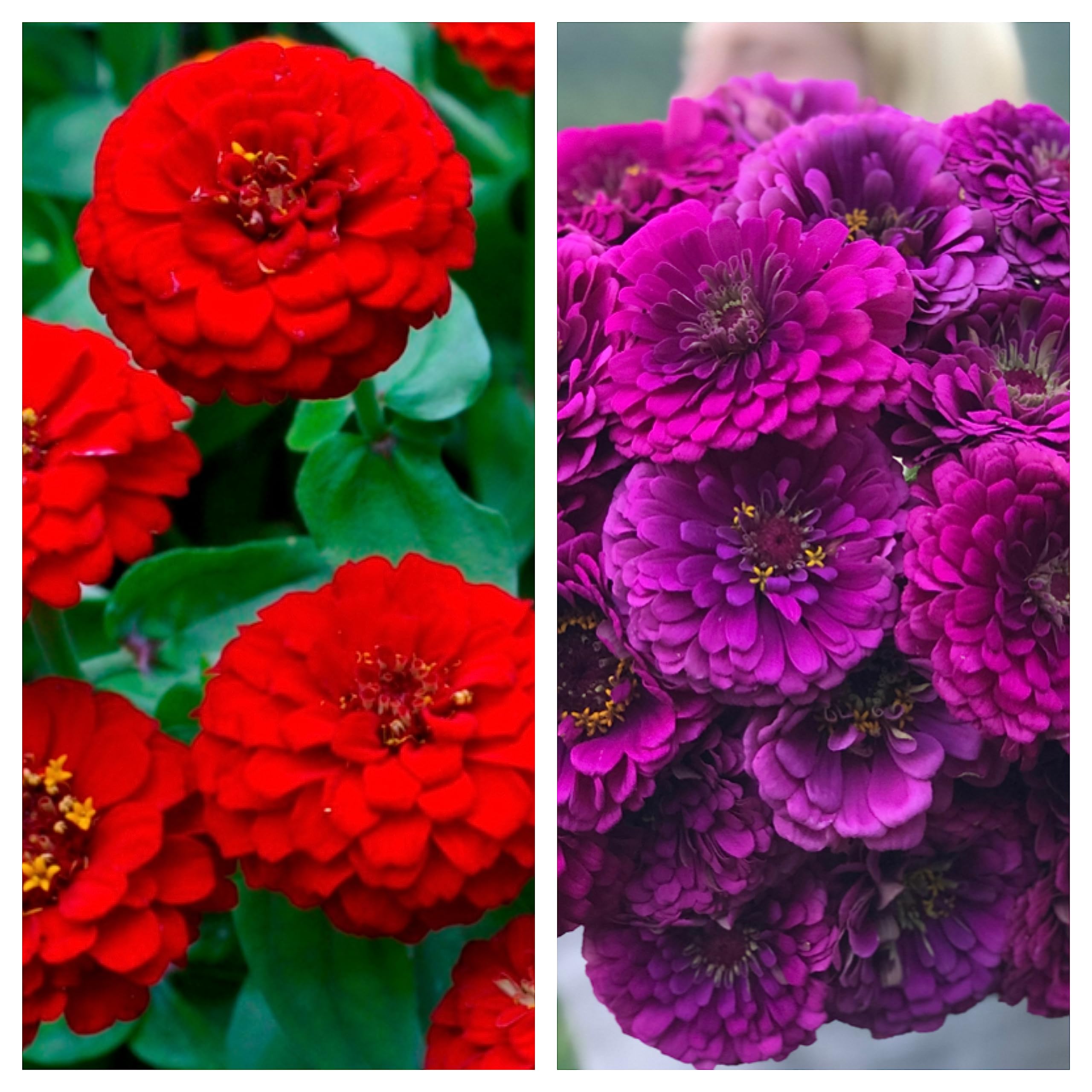 JIGNISHASEEDS Zinnia Red & Purple Combo Fragrant Annual All Season High Germination Flower Seeds For Home, Kitchen, Balcony, Terrace (indoor And Outdoor) Gardening Pack Of 30 (B0C7LH5H2J) Amazon Price History, Amazon Price Tracker
