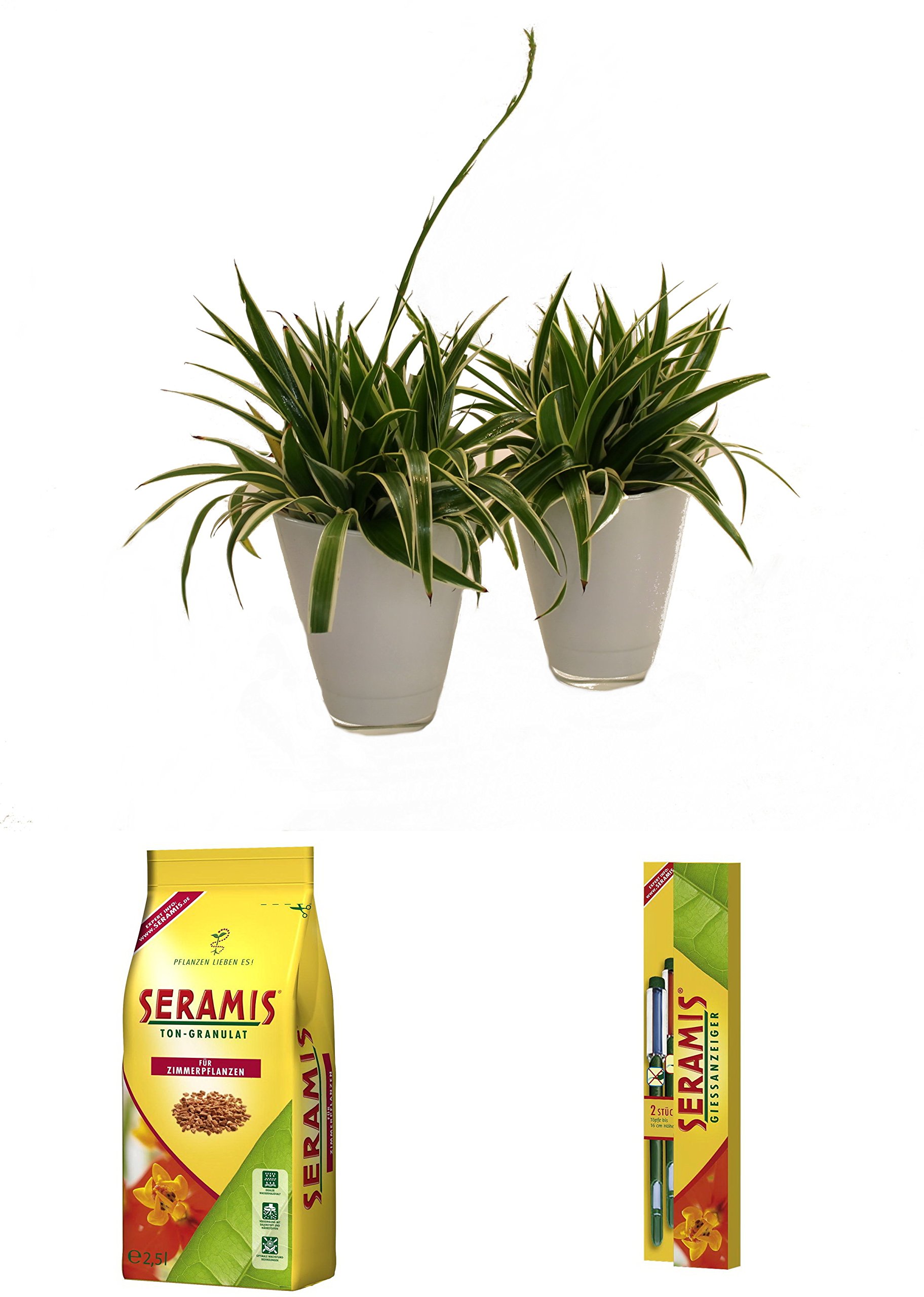 Dominik Blumen und Pflanzen, Seramis grnlilien Set II : Amazon.de: Garten