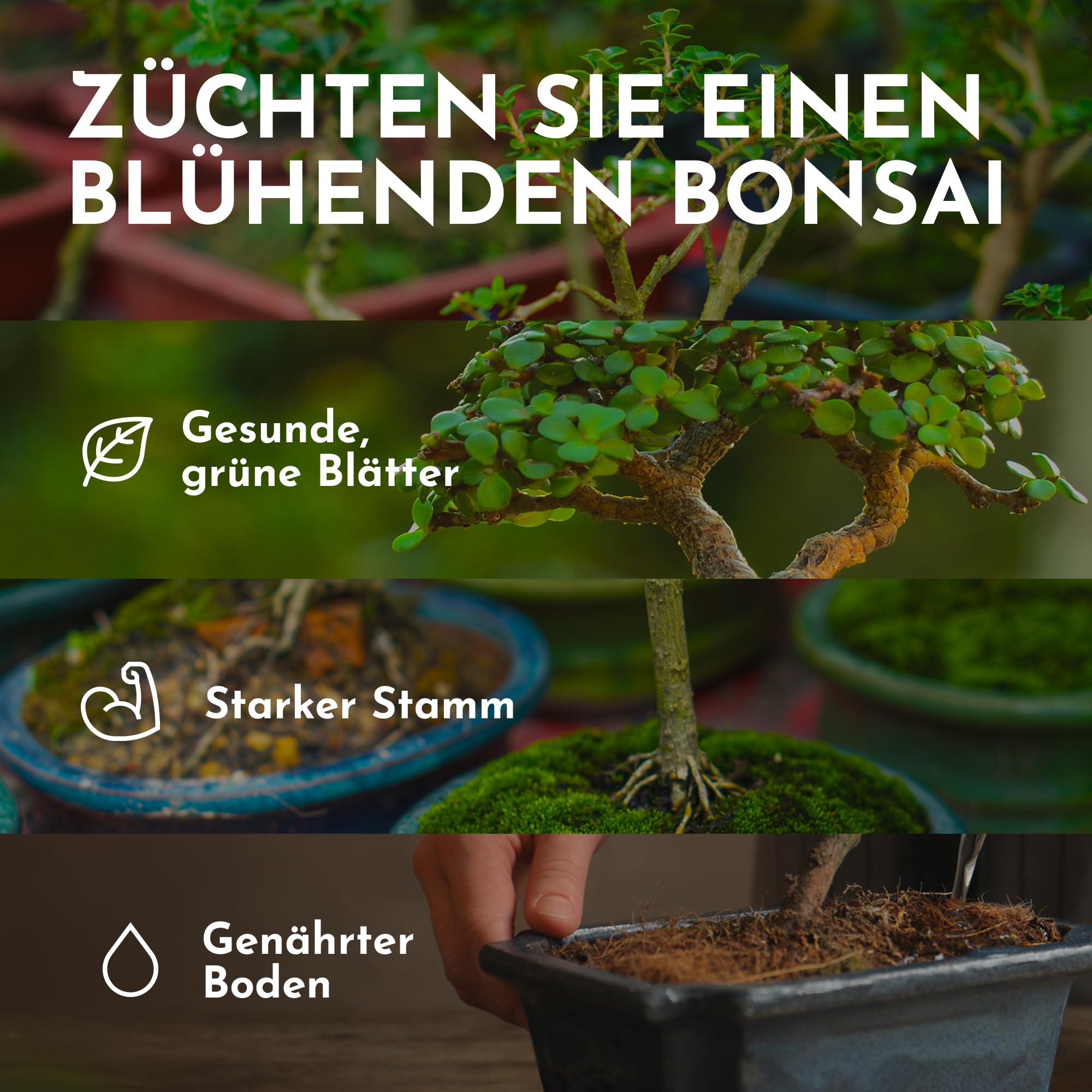 Bonsai Dünger Spray -250ml- Natürlicher Bonsaidünger für den Innen- und Außenbereich - Reich an ausgewogenen Mineralien - Pflanzendünger, Alternative zu Bonsai Erde