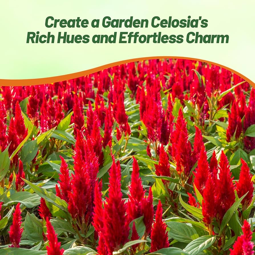 Amazon.com : Outsidepride Scarlet Celosia Seeds - 1000 Pcs