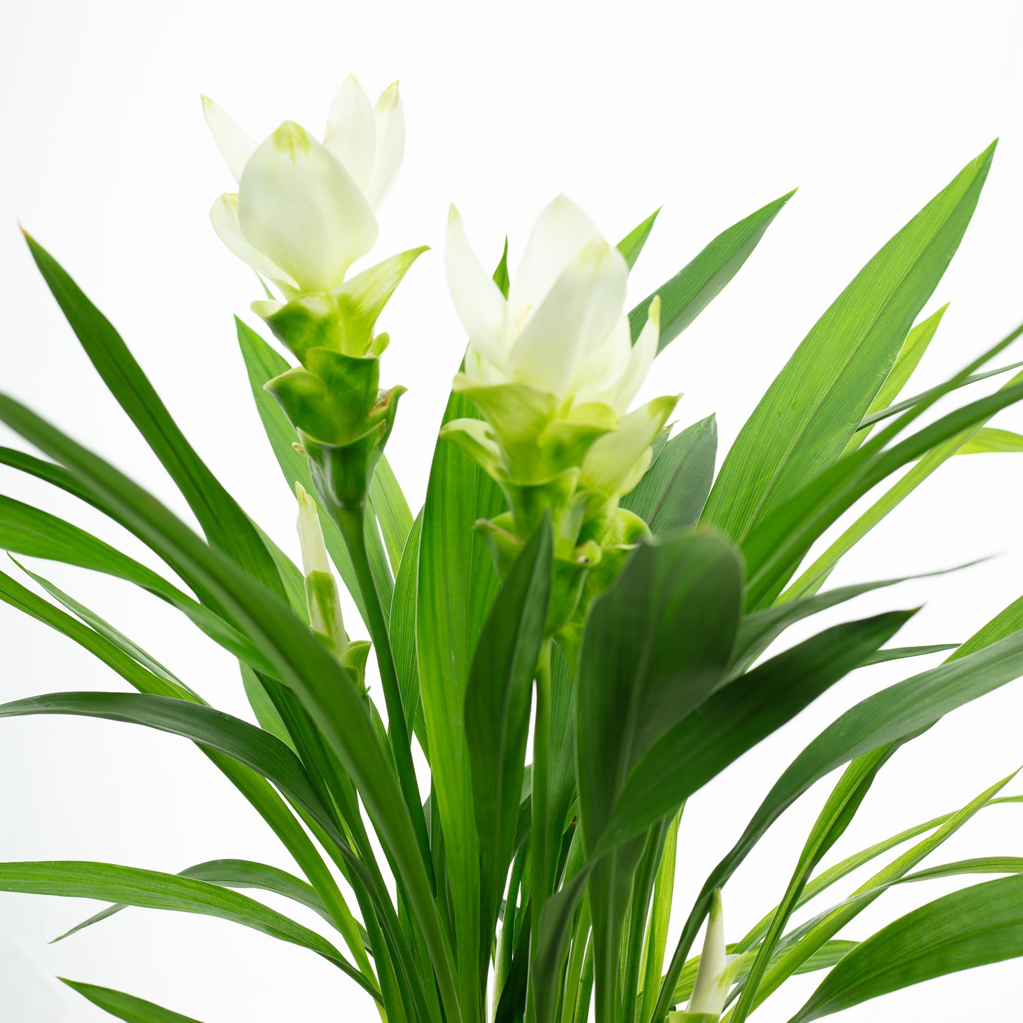 Kurkuma weiß - echte Zimmerpflanze, Curcuma alismatifolia - Höhe ca. 50 cm, Topf-Ø 14 cm