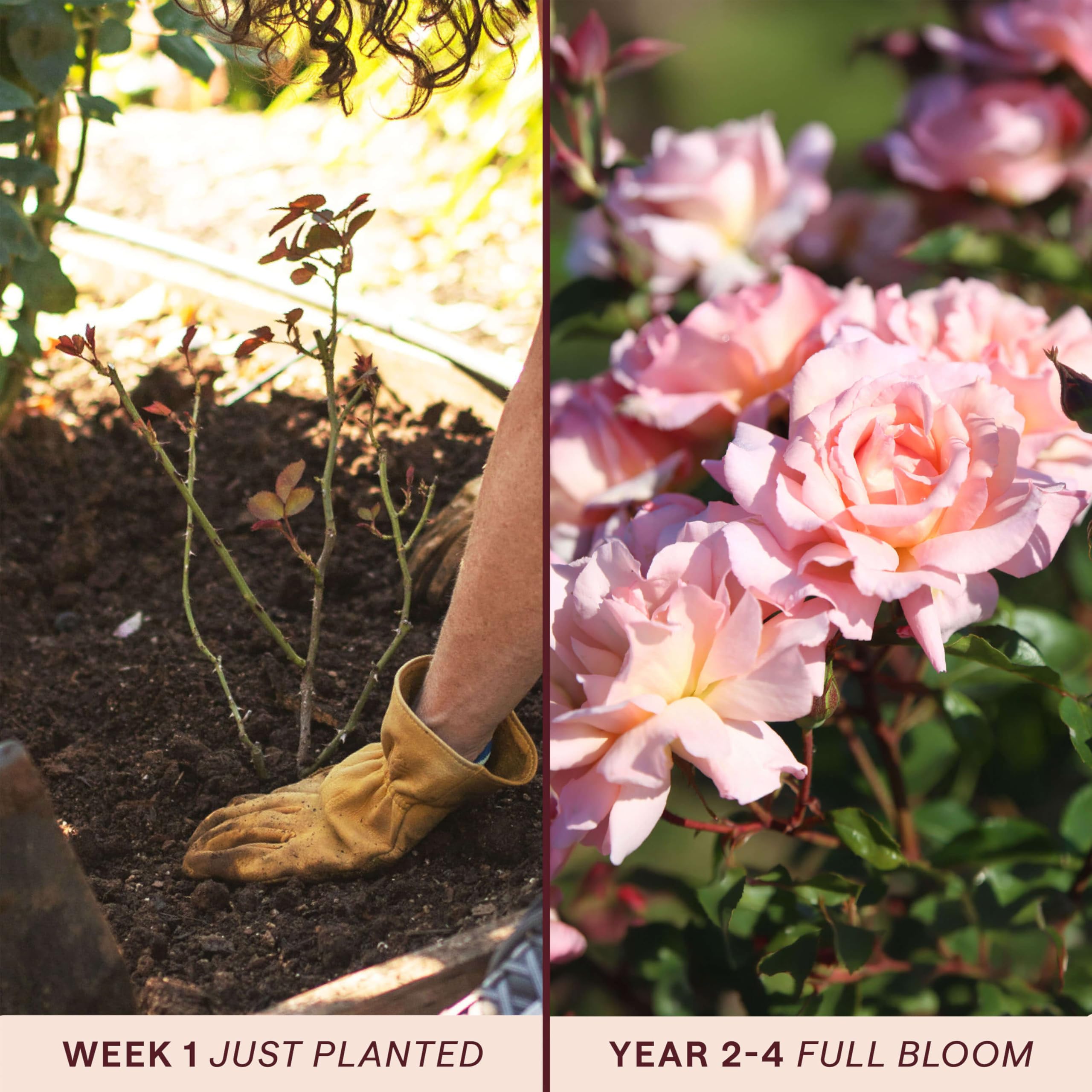 Amazon.com : Heirloom Climbing Roses, Live Own Root Plant for Outdoor  Garden, Compassion, Exceptionally Fragrant, Hardiness Zones 5-10,  Continual Blooming : Patio, Lawn & Garden