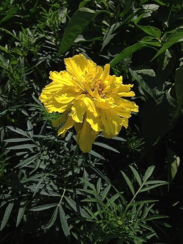 Miniatura 3 de (2) Anuales de floración espectaculares, caléndula solar amarilla viva, plantas iniciales