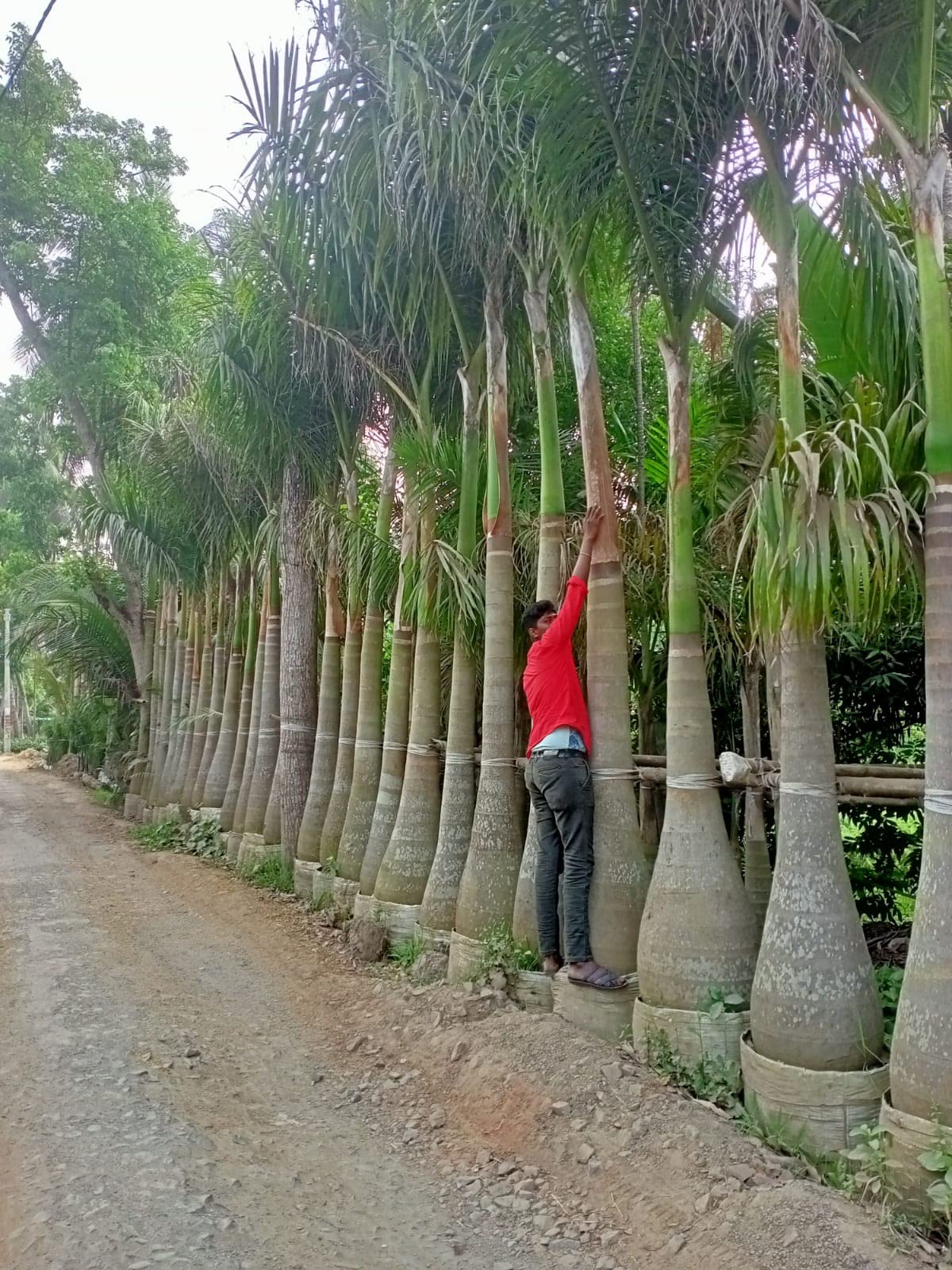palm tree in plant pot Artificial Hawaii Palm Tree | Artificial Tree