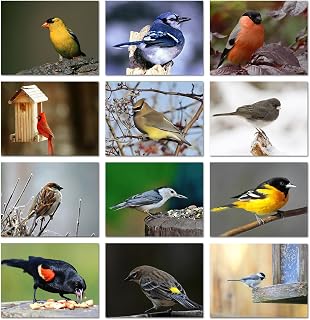 SmallWorldGreetings Song Bird Note Cards: 12 Unique Birds with ID Card, Blank A2 5.5x4.25, White Envelopes - Bird Lover Gifts