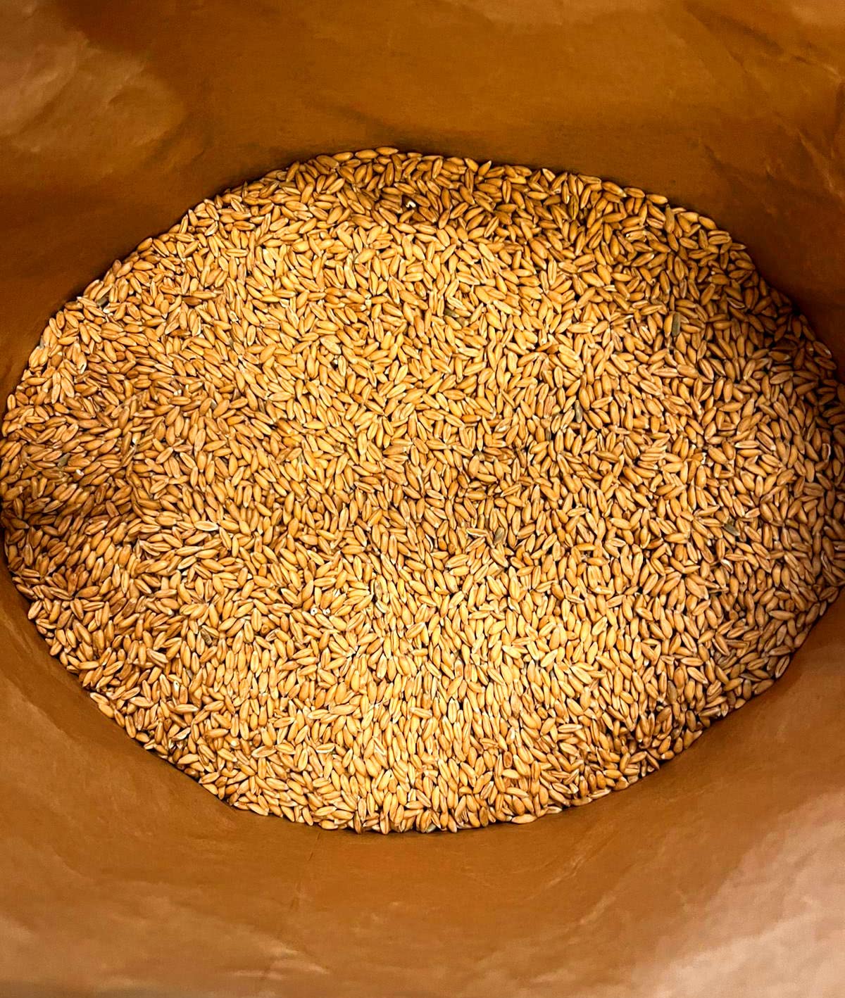 Bio-Dinkel 25 kg Landixx Gut Fahrenbach Dinkelkorn Dinkelmehl - aus kontrolliert ökologischer Landwirtschaft