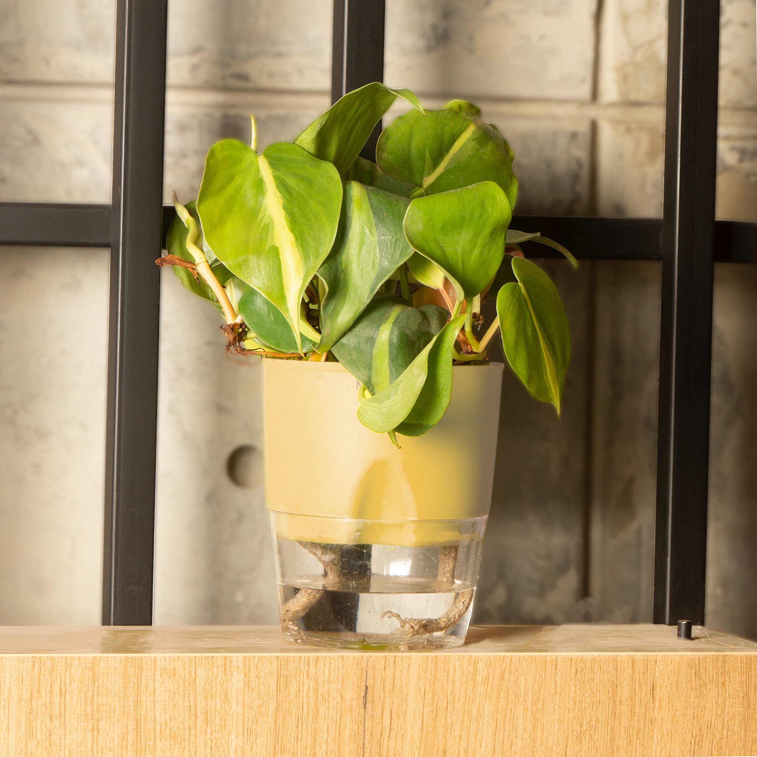 KYARI Philodendron Brasil Indoor Plants for Living Room | Live Plants | Plants with Cream Self Watering Pot for Home | Air purifier plants | Plants for Home Decor | Plants for Garden & bedroom (B0BDFSNN92) Amazon Price History, Amazon Price Tracker