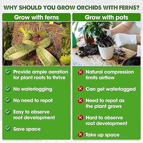 Miniatura 3 de DUSPRO 2 piezas de tablero de fibra de helecho arbóreo para orquídeas, aroides y otras plantas trepadoras, 5.9 * 7.9 pulgadas Montura para helecho