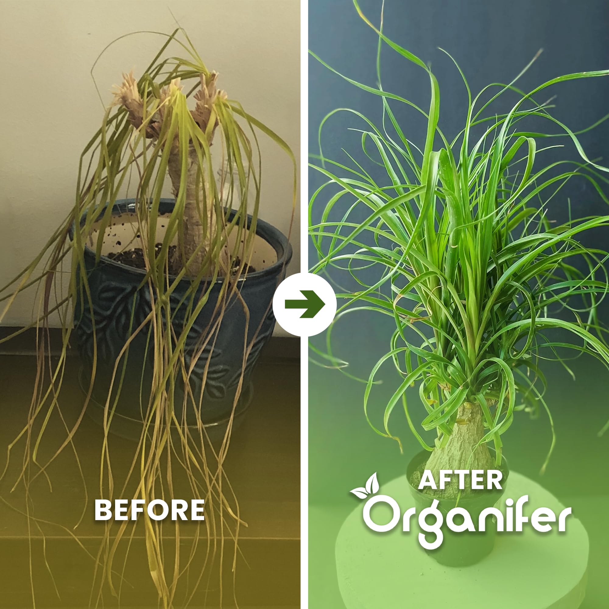 Fertilizante Líquido Orgánico 1L Para Pie De Elefante – Plantas Robusta Y Hojas Lujosas – Organifer