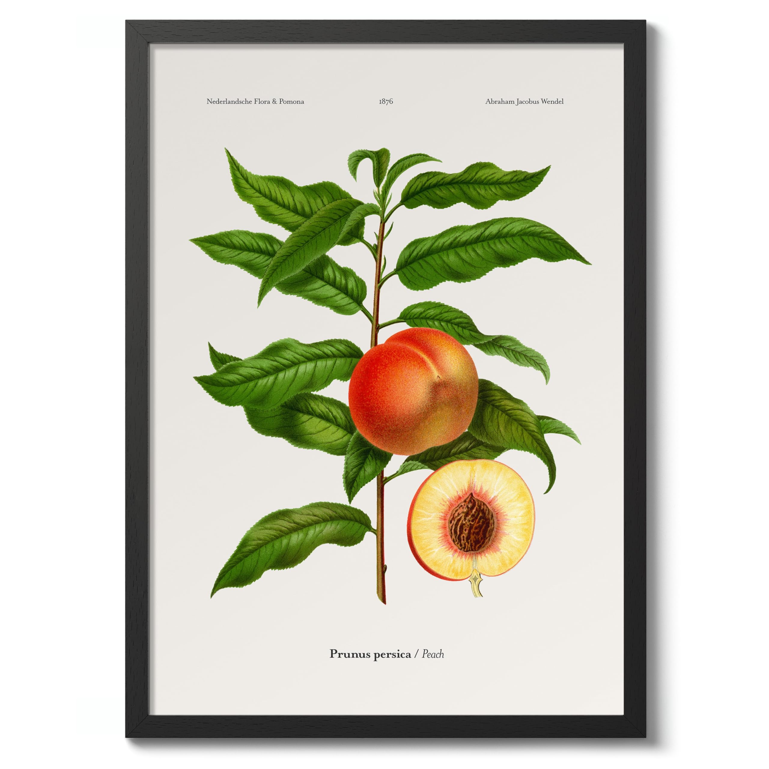 Peach A, J, Wendel Poster, Vintage Botanical Prints, Encyclopedia Retro Fruit Illustration Wall Art Plants, Kitchen Home Decor, A2 (Black Frame) - 62.5x45.1cm