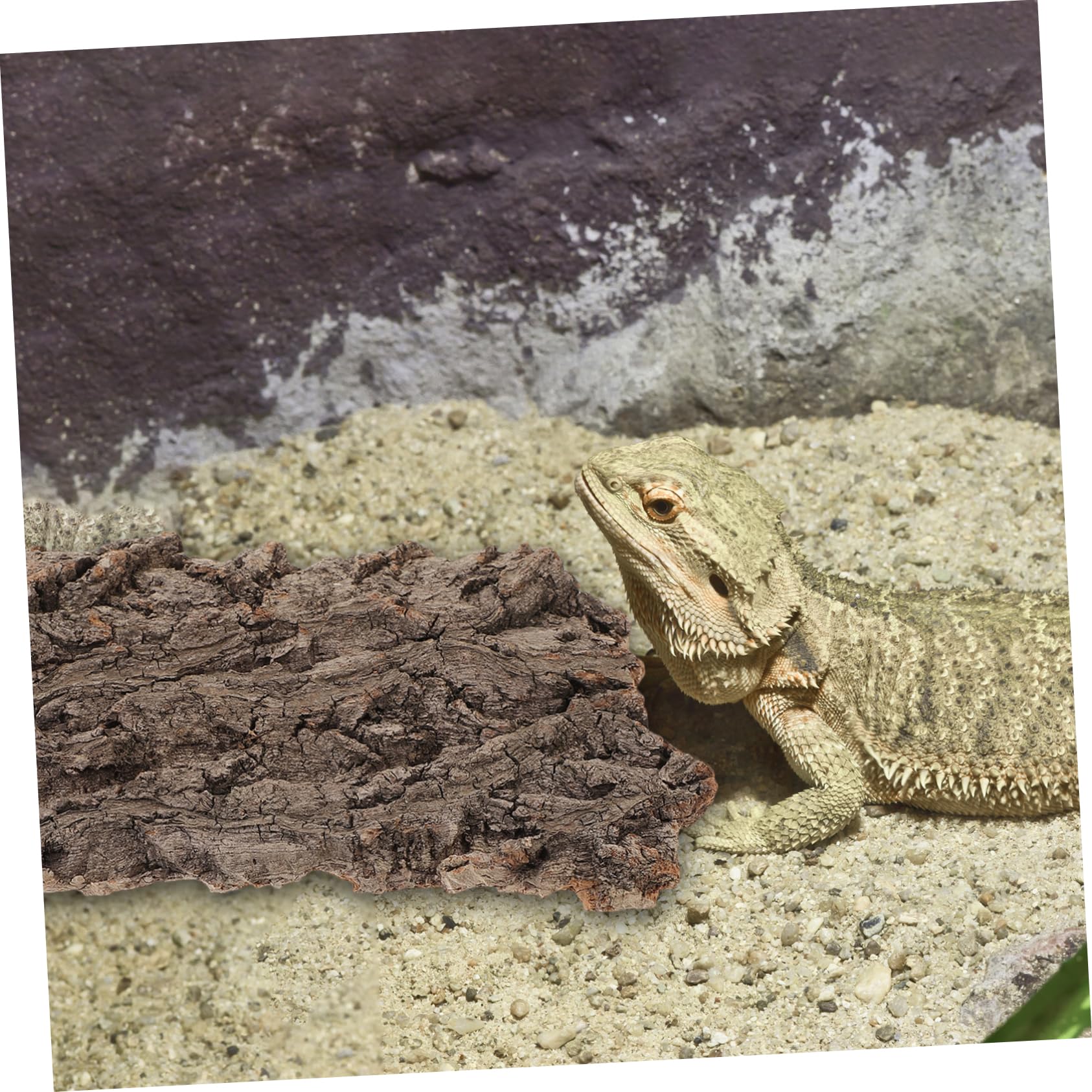 WOONEKY 4piezas De para Reptiles Refugio Natural De para Terrario Decoración De Hábitat De para y Arañas