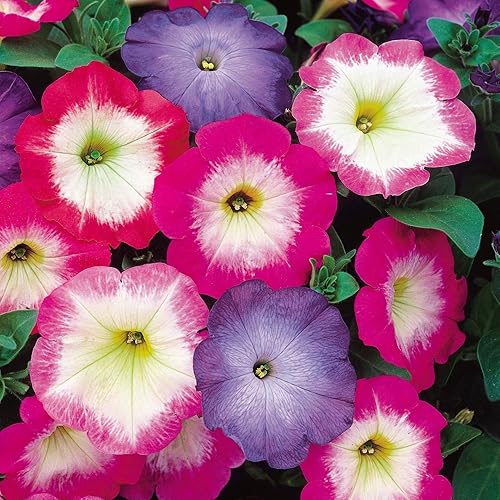 Semillas de petunia mixtas para plantar, más de 500 semillas de flores de petunia, cestas colgantes de jardín, semillas anuales de plantas de petunia