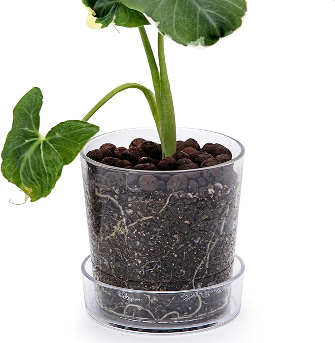 Phoenix Vine 4.5 Inch Clear Acrylic Planter Pot with Tray,