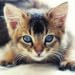 Guess The Kitten Breed - Free Trivia Game
