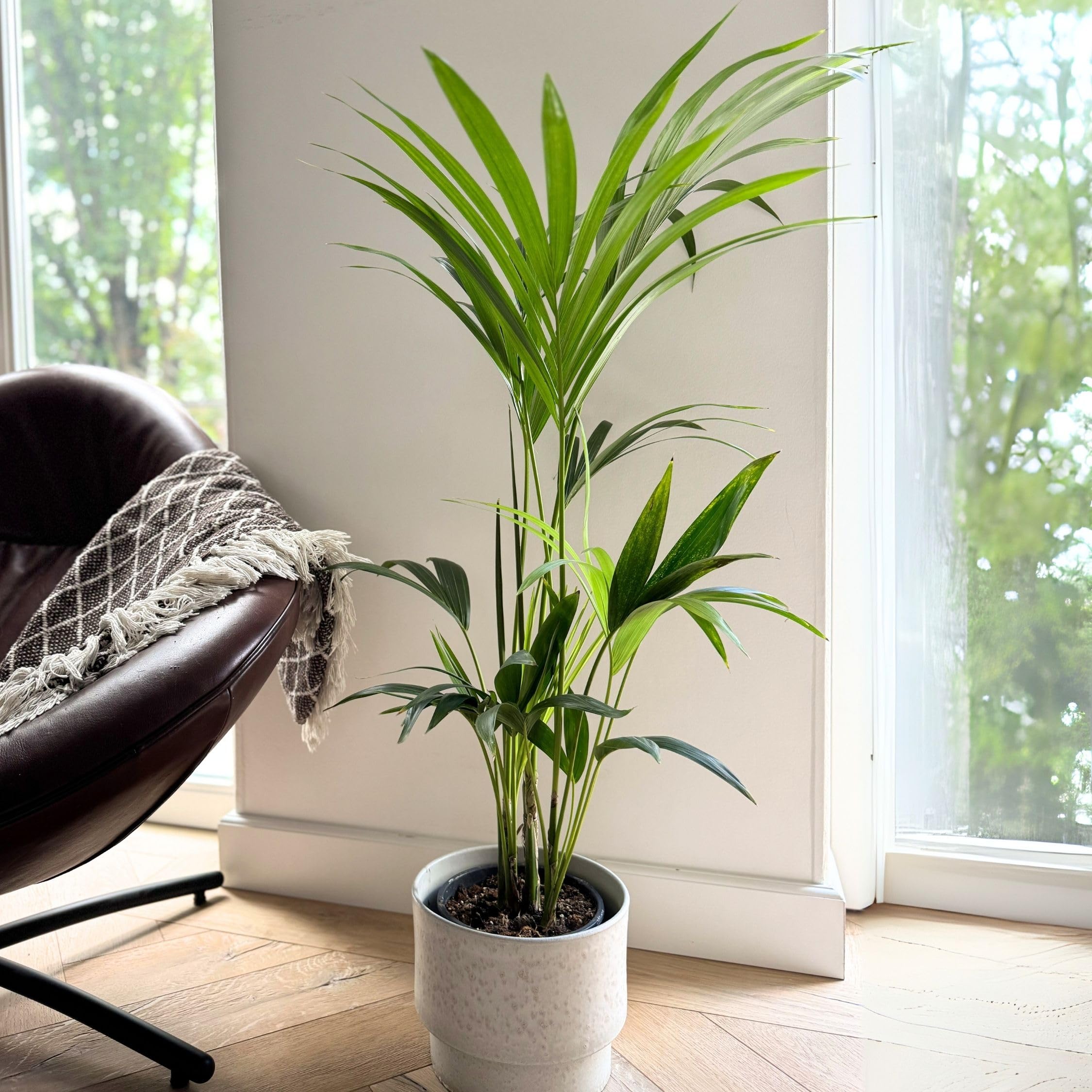 Plant in a Box - Howea forsteriana - Kentia Farn-Palme - Zimmerpflanze -  Immergrn - Topf 18cm - Hhe 90-100cm : Amazon.de: Garten