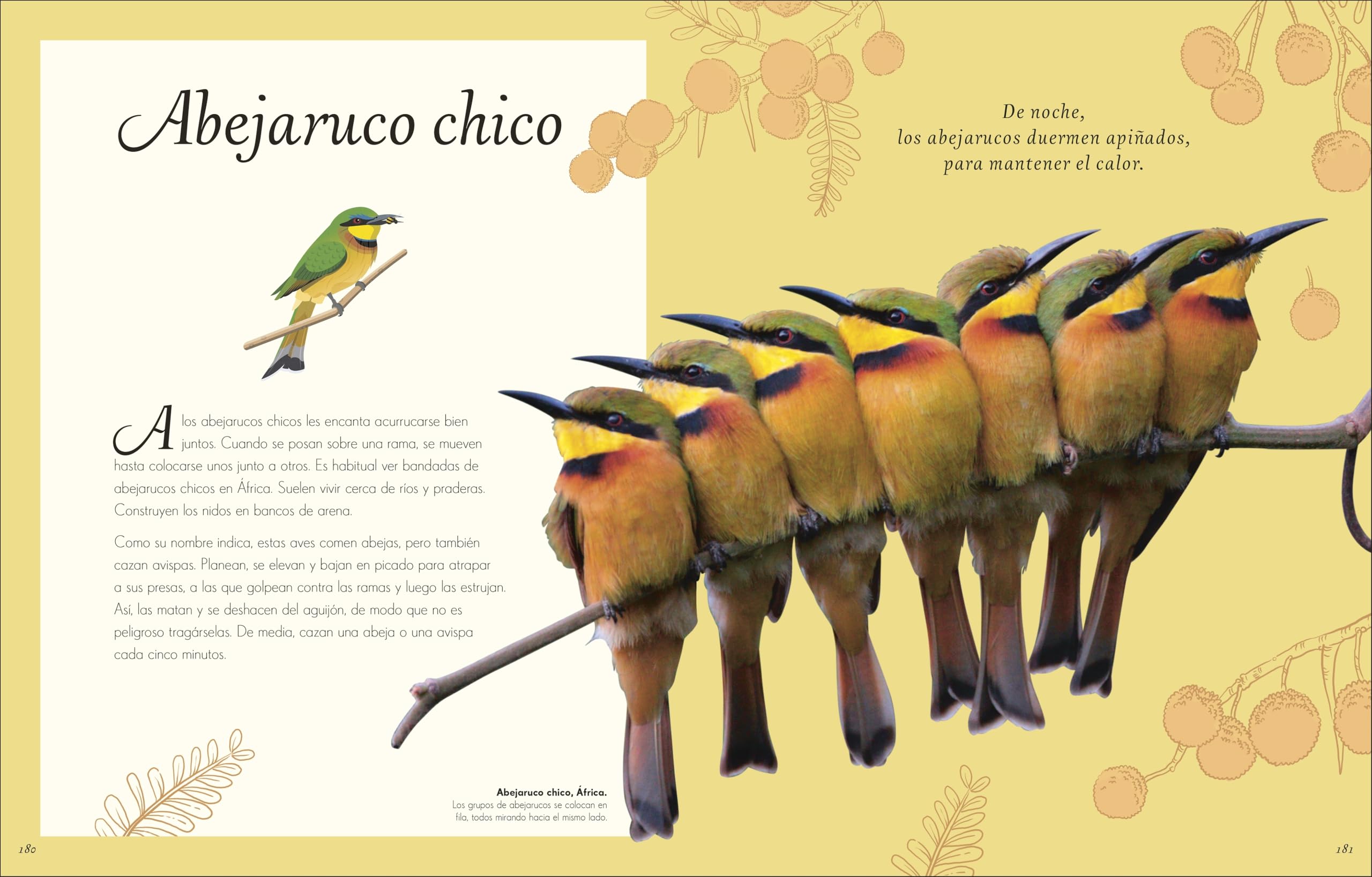 Antología de aves extraordinarias (Planeta curioso) (DK Infantil)