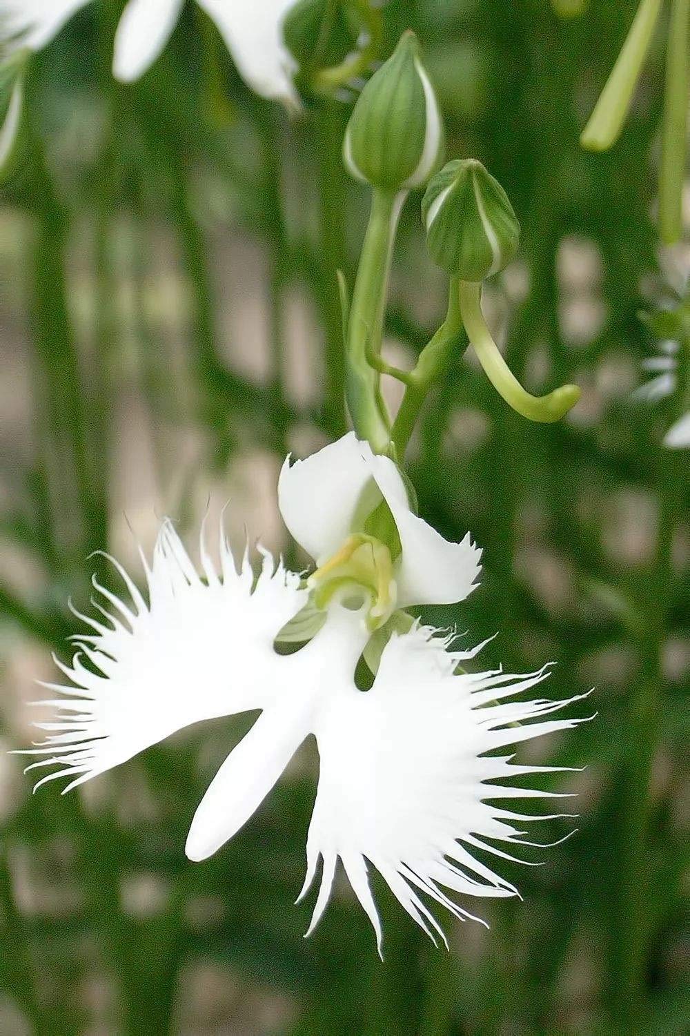Rare Flower Japanese Radiata Seeds White Dove Orchids Garden Plant