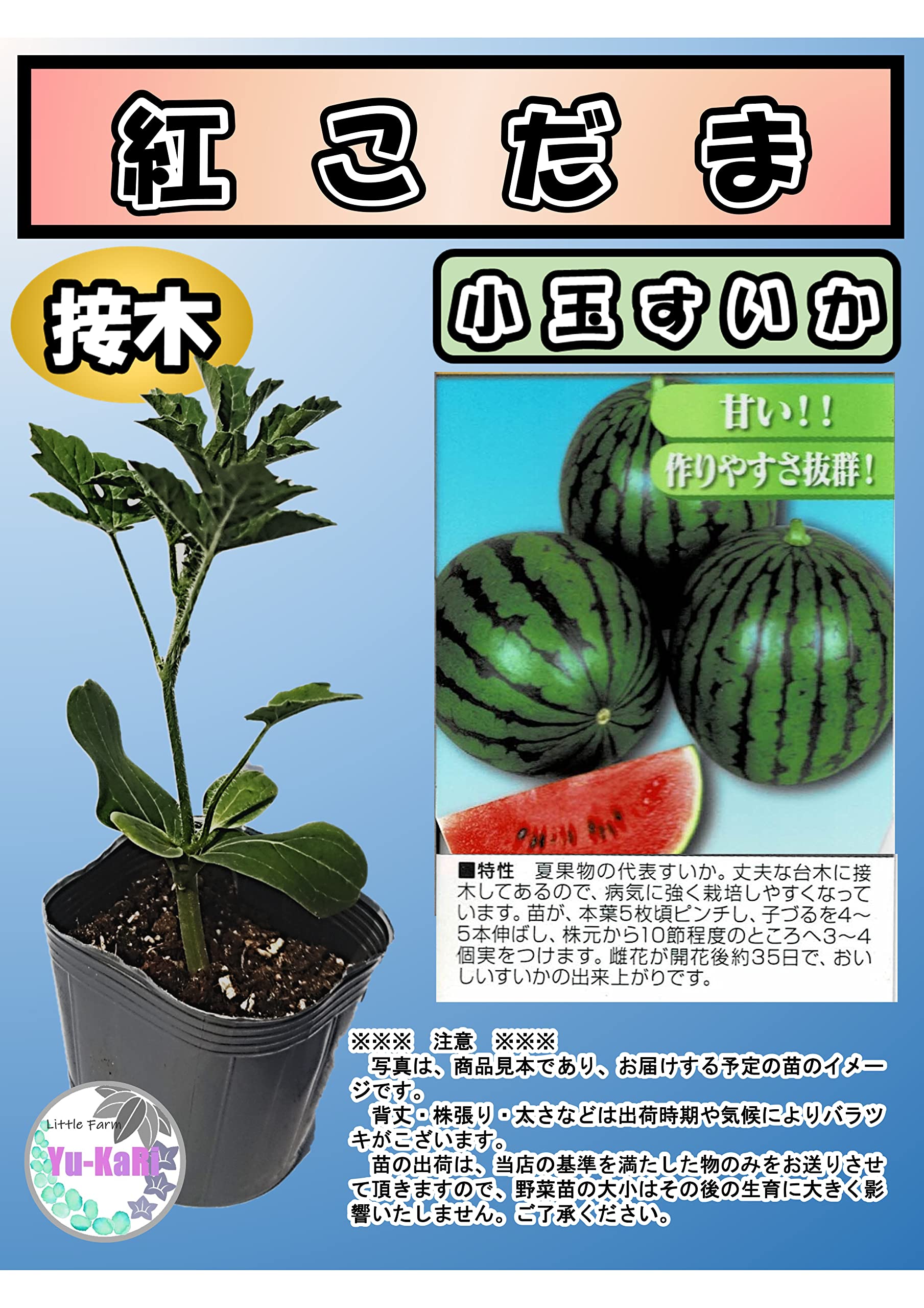 Amazon.co.jp: スイカ（タキイ種苗） 夏野菜接木苗 (紅小玉西瓜, 4月