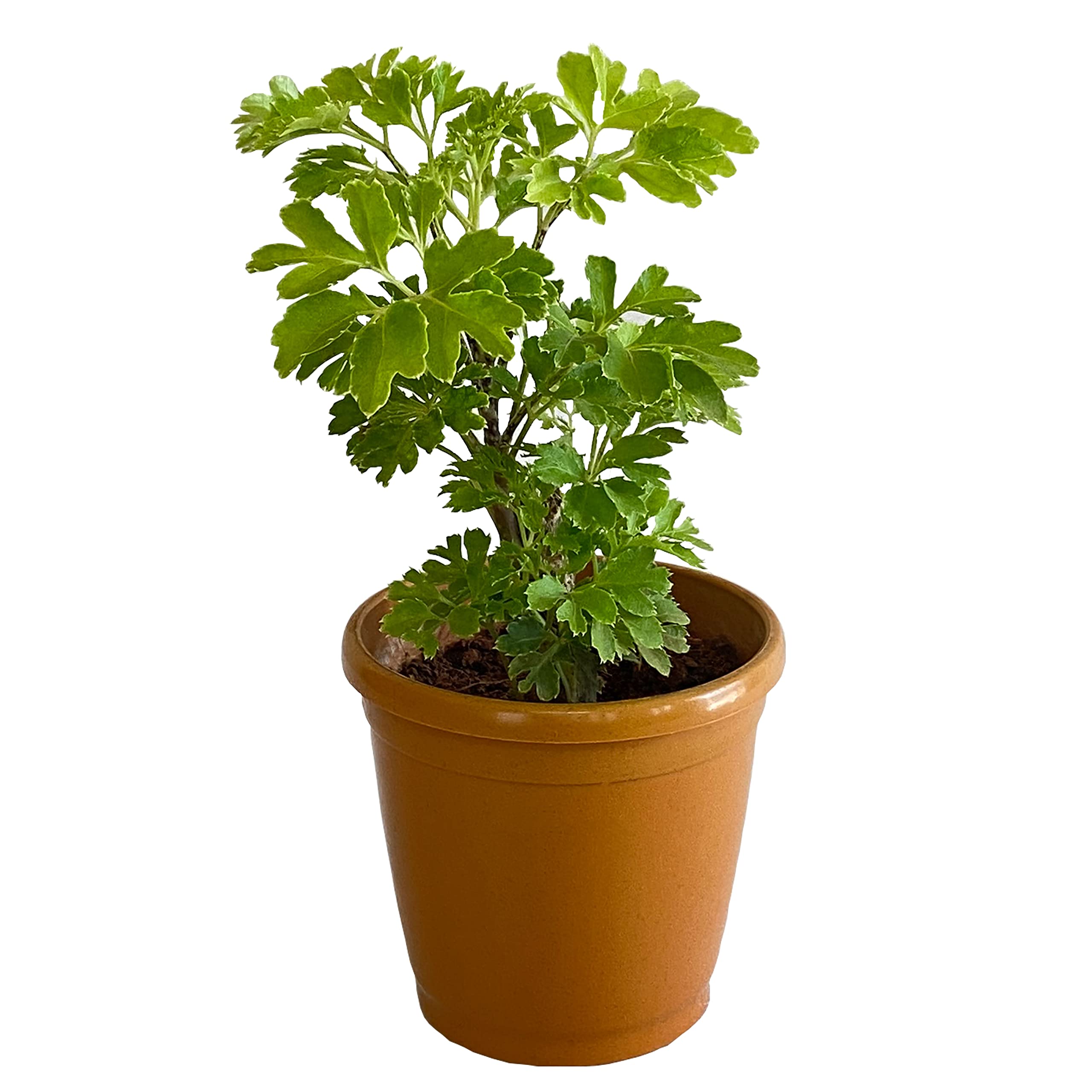 Indian Gardens - All indoor plants (Aralia) (B0C1ZG44GT) Amazon Price History, Amazon Price Tracker